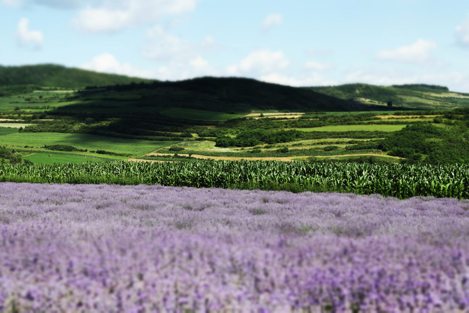 Canon EOS 250D (EOS Rebel SL3 / EOS Kiss X10 / EOS 200D II) sample photo. Lavender, lavender field, provence photography