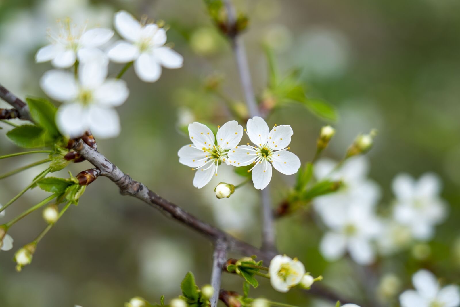 Sony FE 24-105mm F4 G OSS sample photo. Flowering, a branch, flowers photography
