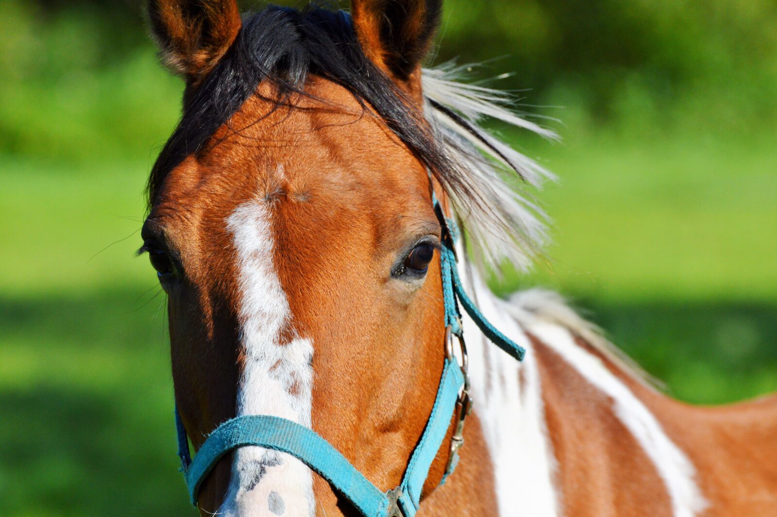 Nikon D3200 sample photo. Horse, ride, reiter photography