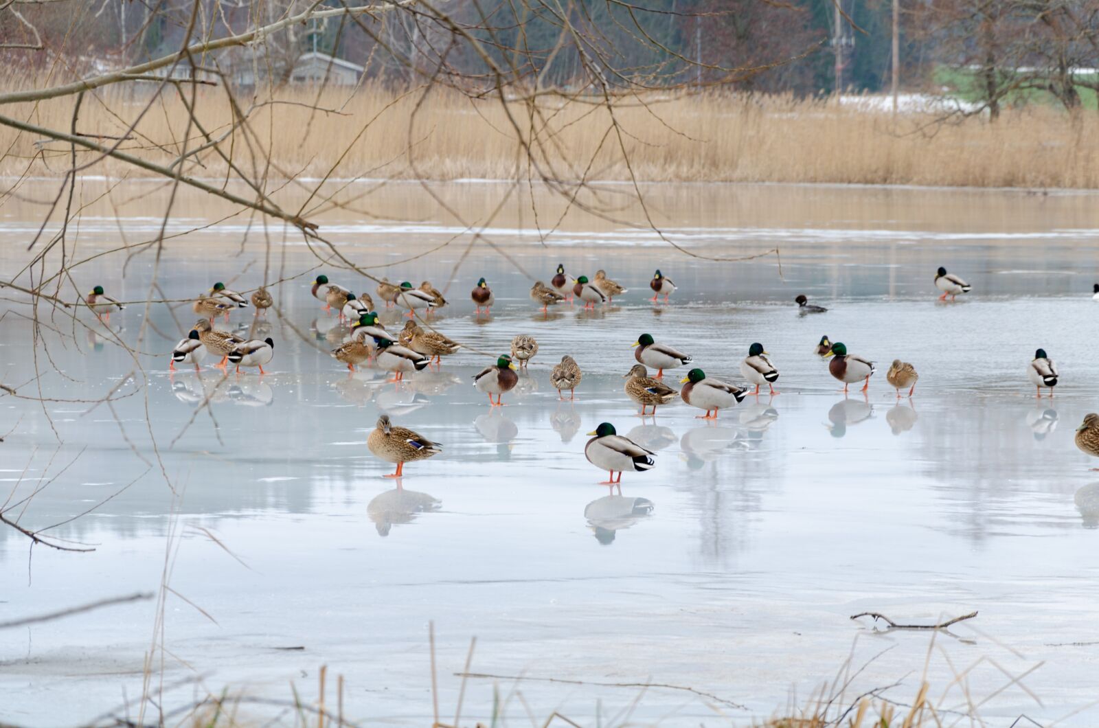 Nikon D5100 sample photo. Mallard, bird, colors photography