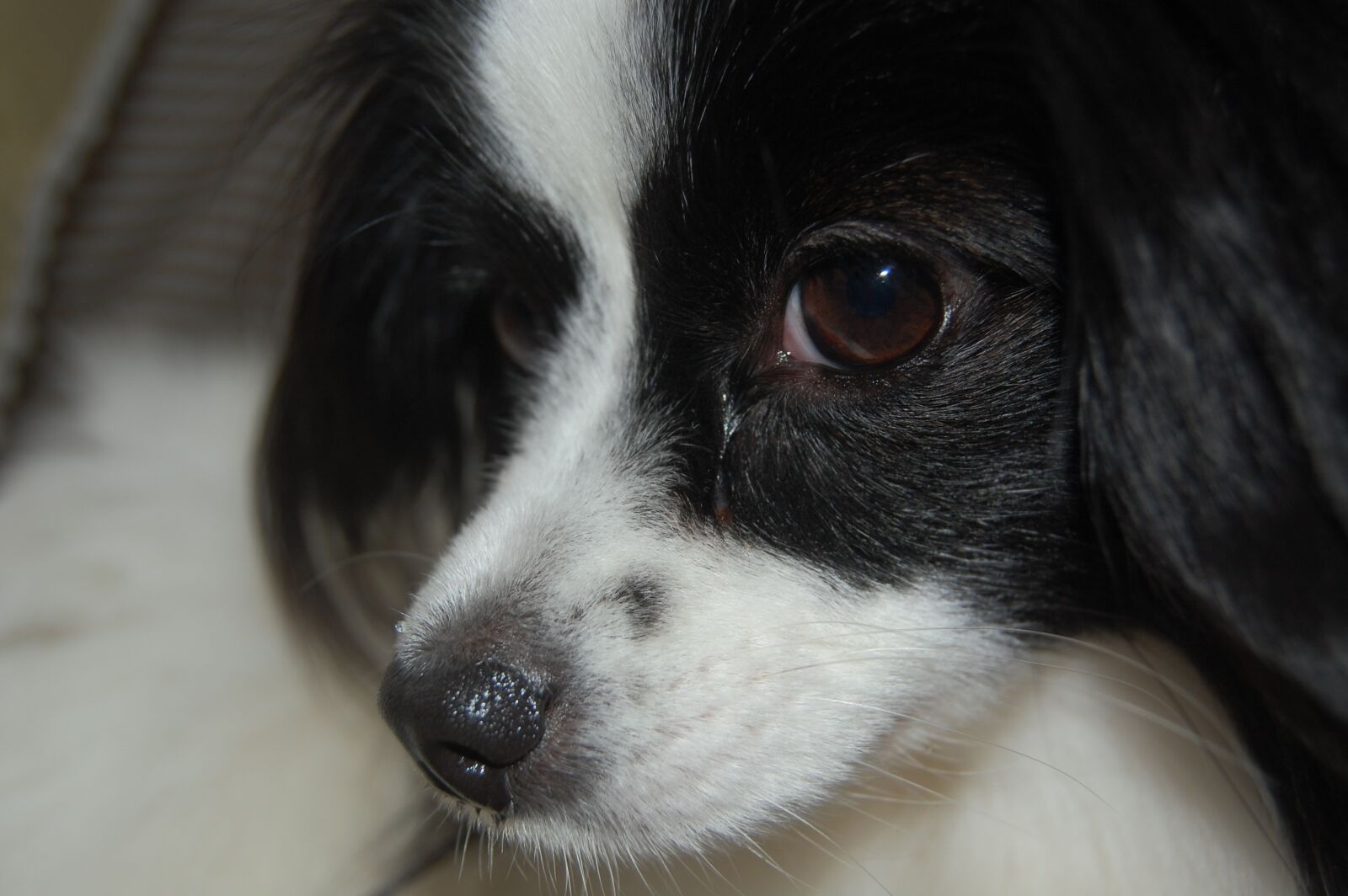Nikon D40 sample photo. Toy spaniel, dog, cute photography