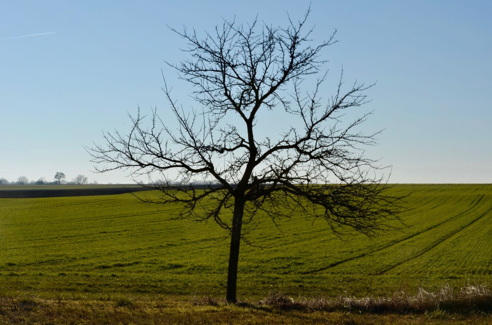 Nikon D5100 sample photo. Fruit tree, field, landscape photography