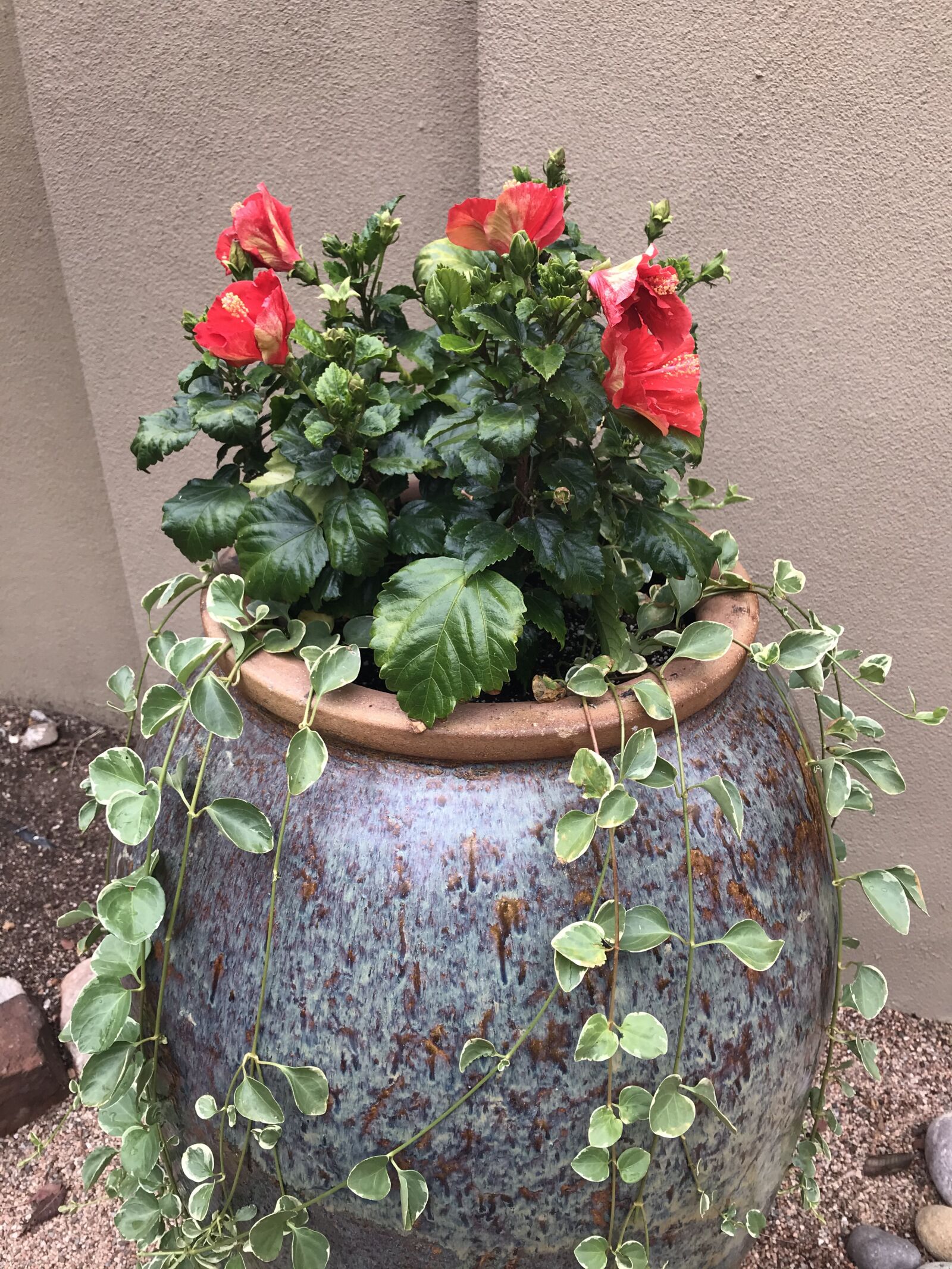 iPhone 7 Plus back dual camera 3.99mm f/1.8 sample photo. Flowers, pot plant, pot photography