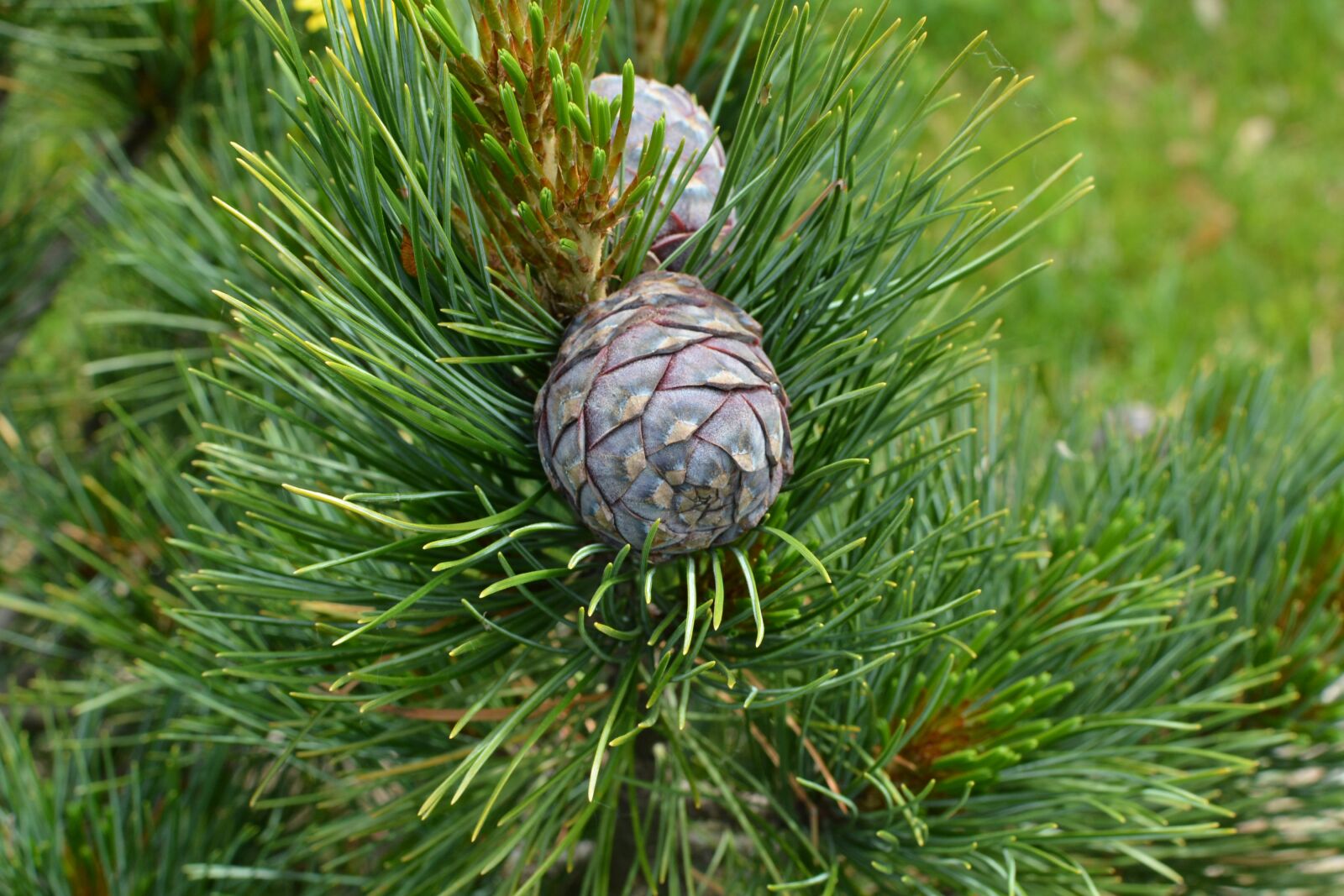 Nikon D7100 sample photo. Cone, pine, nature photography