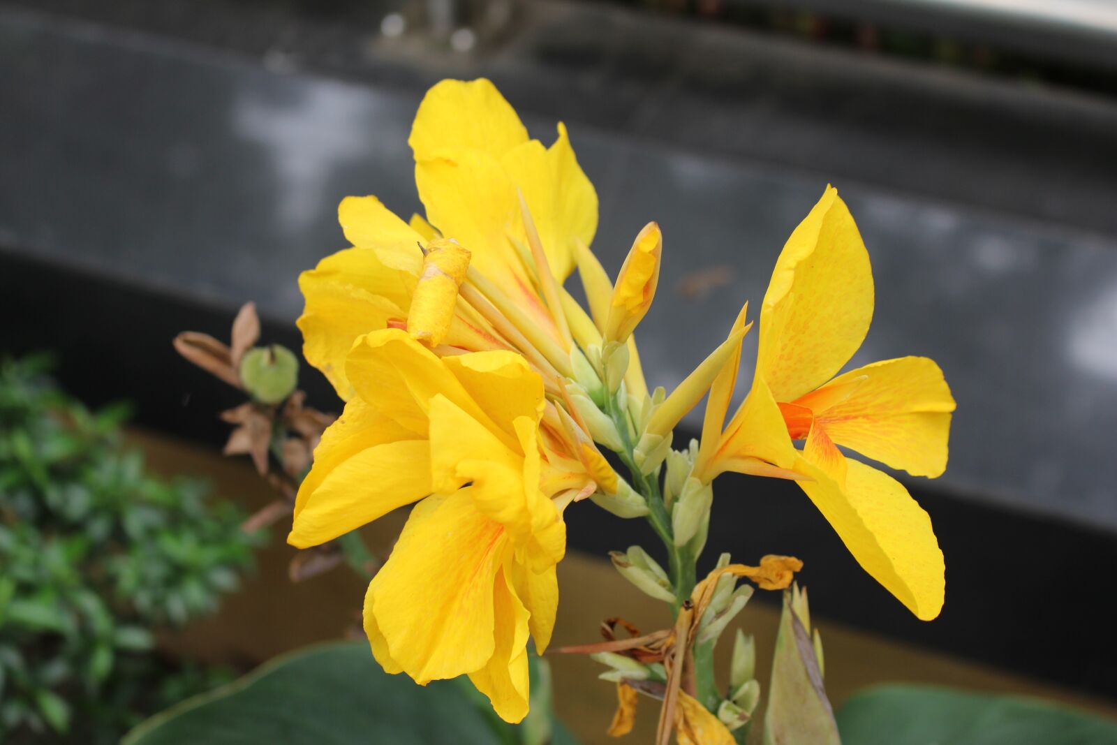 Canon EOS 700D (EOS Rebel T5i / EOS Kiss X7i) sample photo. Flower, natural, yellow flower photography