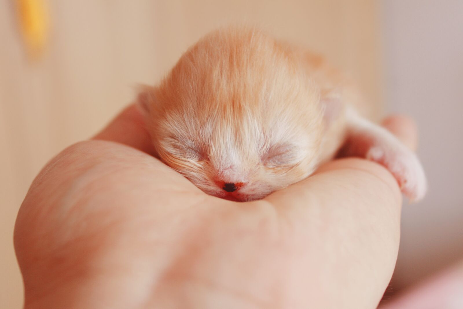 Canon EOS 50D sample photo. Animal, cute, pet photography