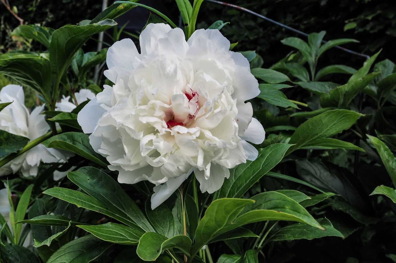 Olympus OM-D E-M10 sample photo. Peony, paeonia, blossom photography