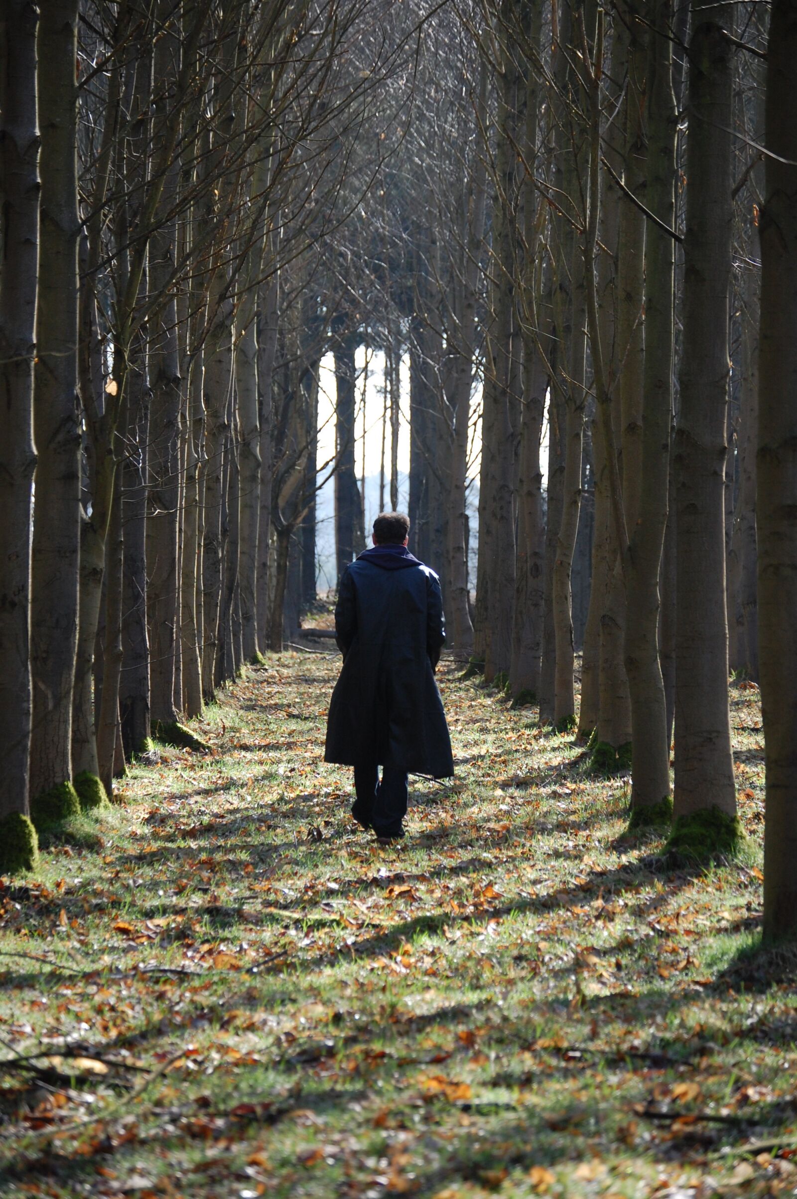 Nikon D40 sample photo. Forest, walking, nature photography