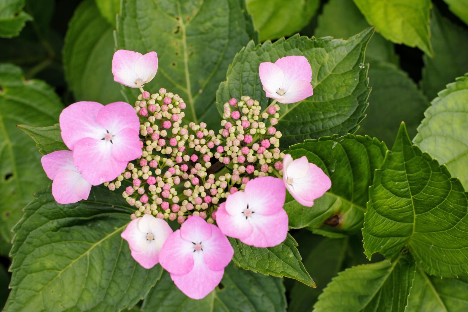 Canon EOS 60D + Canon EF 50mm F1.4 USM sample photo. Hydrangea, flower, blossom photography