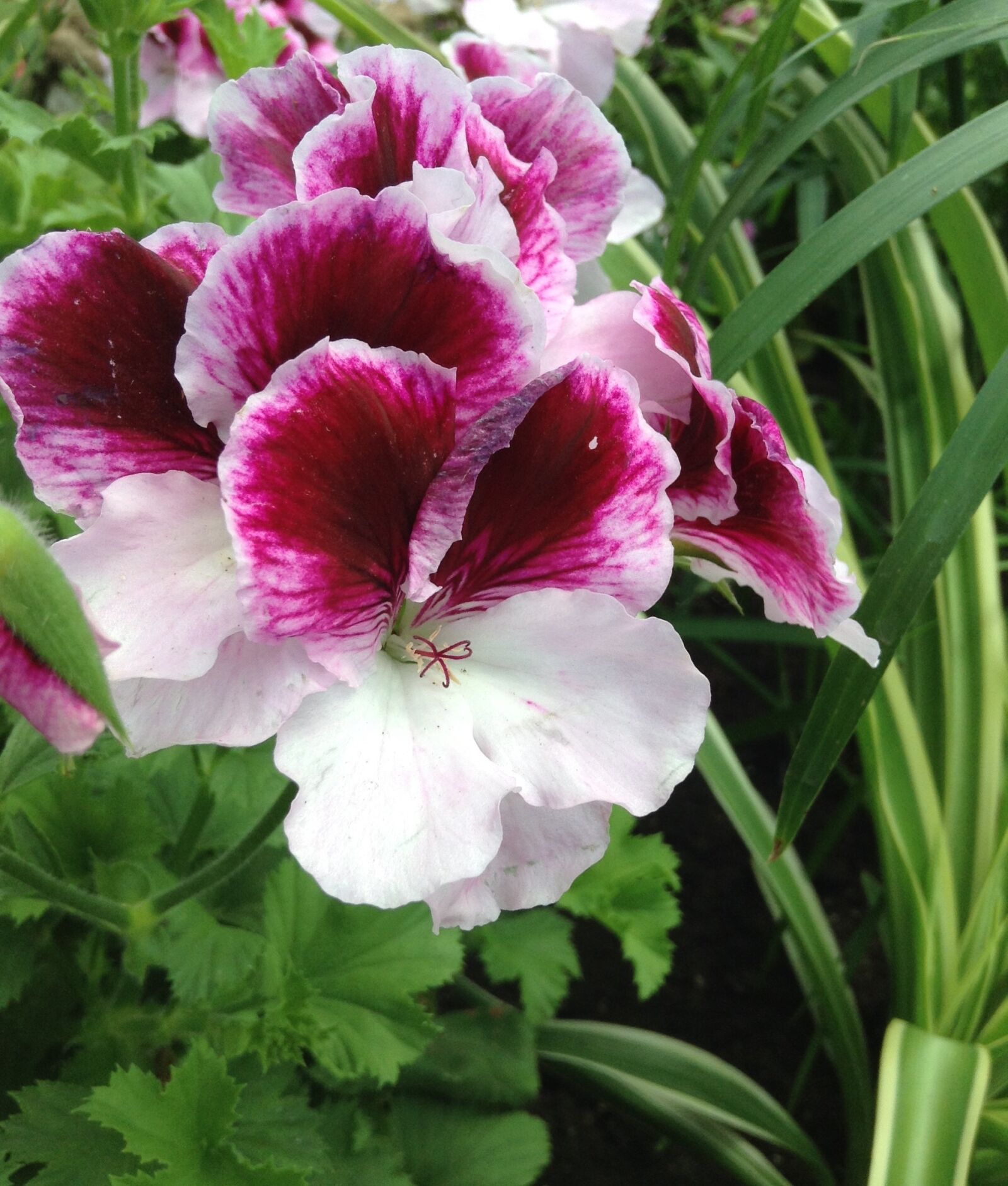 iPod touch back camera 3.3mm f/2.4 sample photo. Pelargonium zonale, pink, flower photography