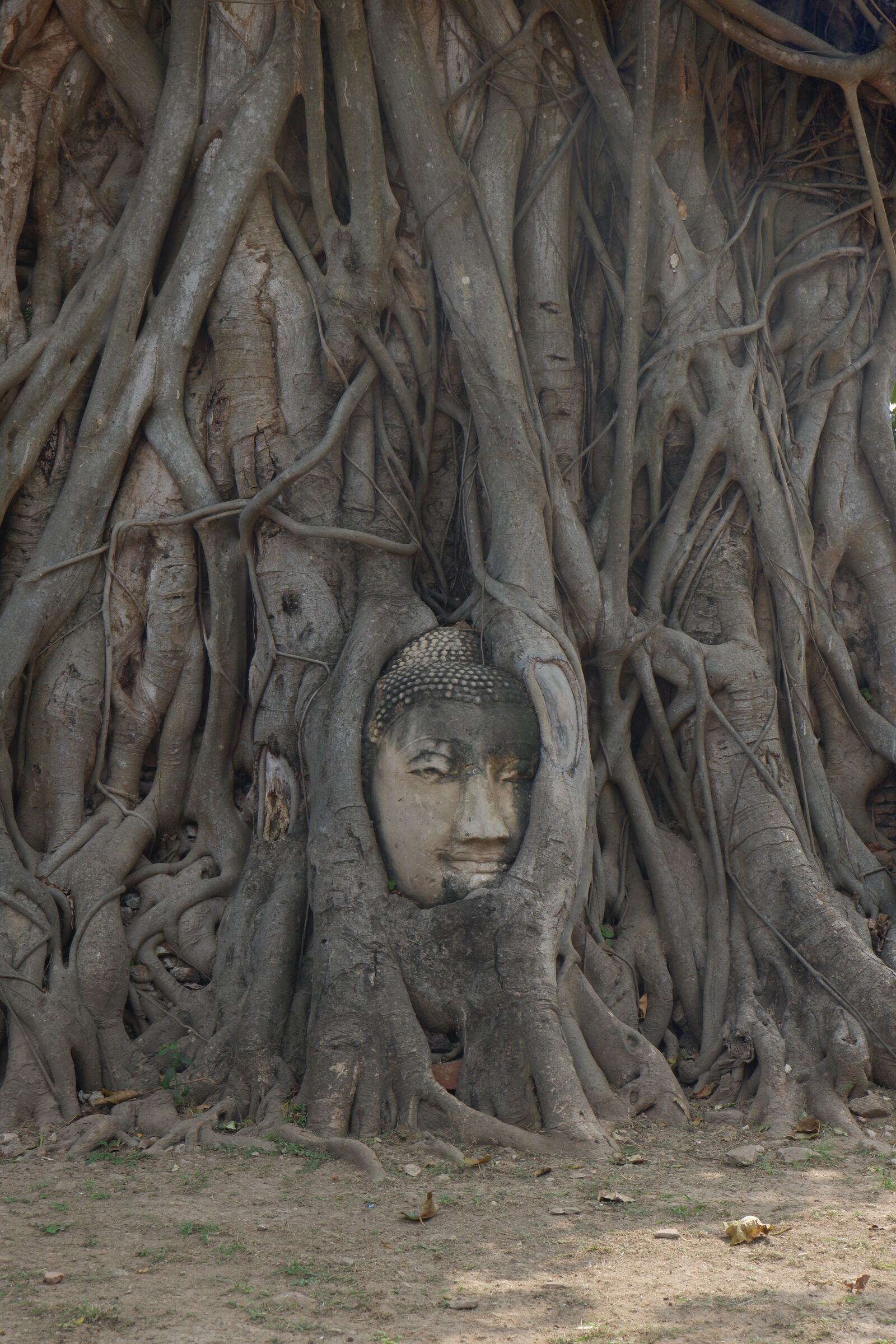 Fujifilm X-T100 sample photo. Tree, buddha, stone photography
