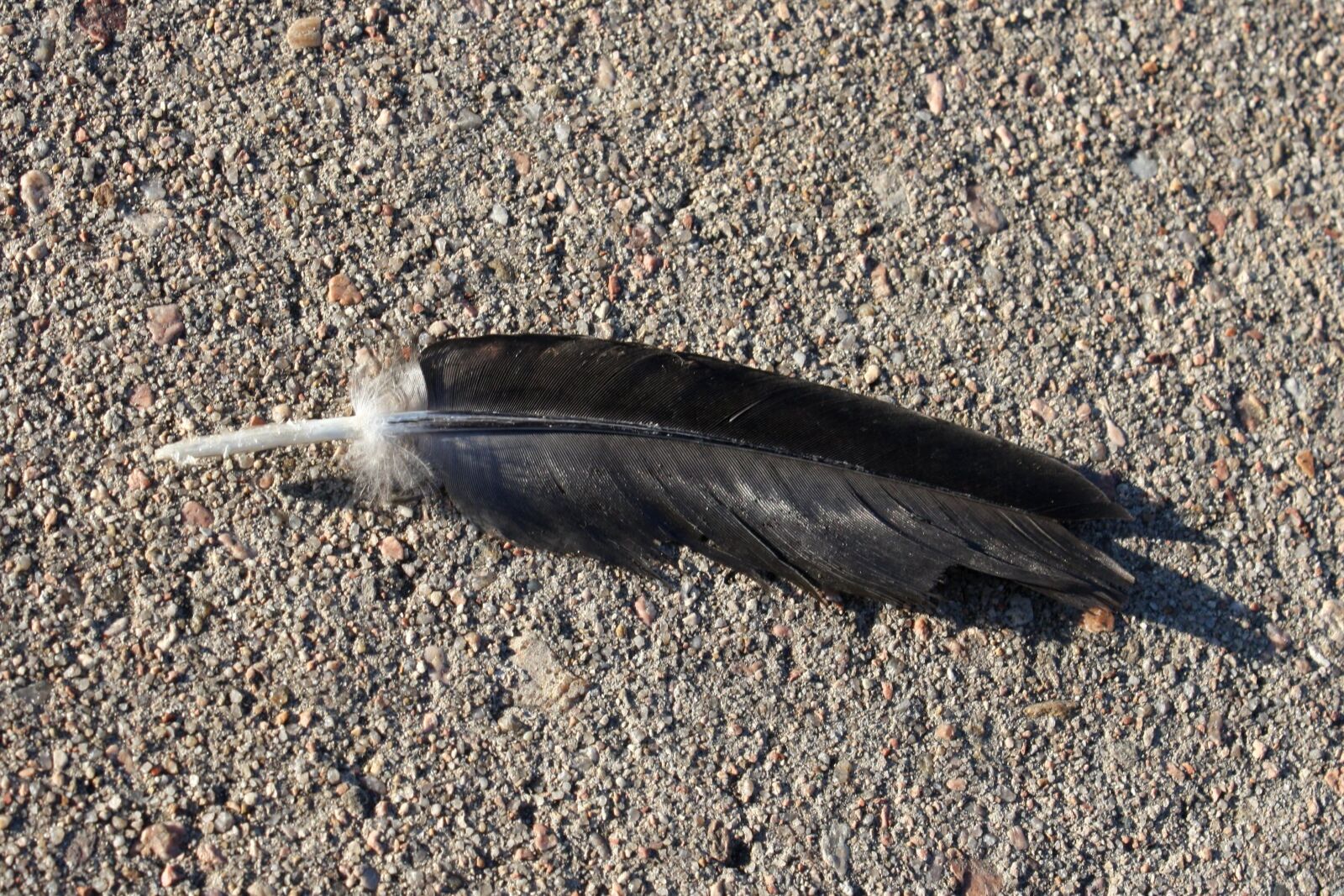 f/3.5-5.6 IS sample photo. Feather, cement, sidewalk photography