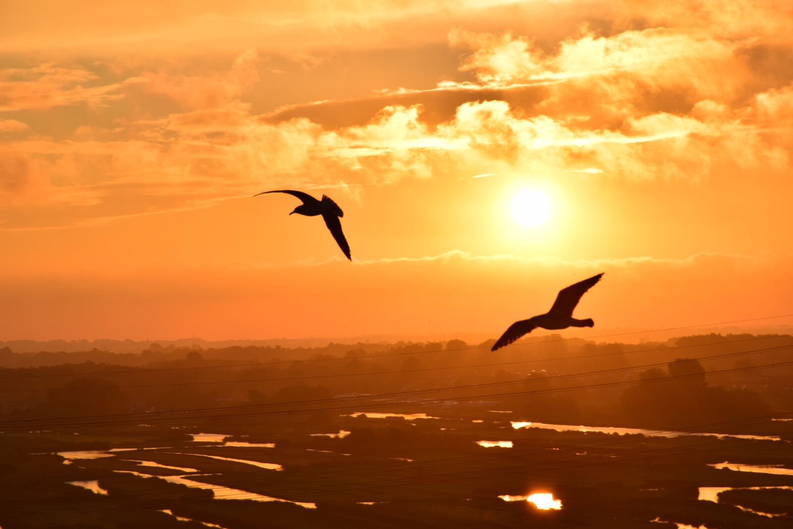 Nikon D5300 sample photo. Birds, sky, seagulls photography