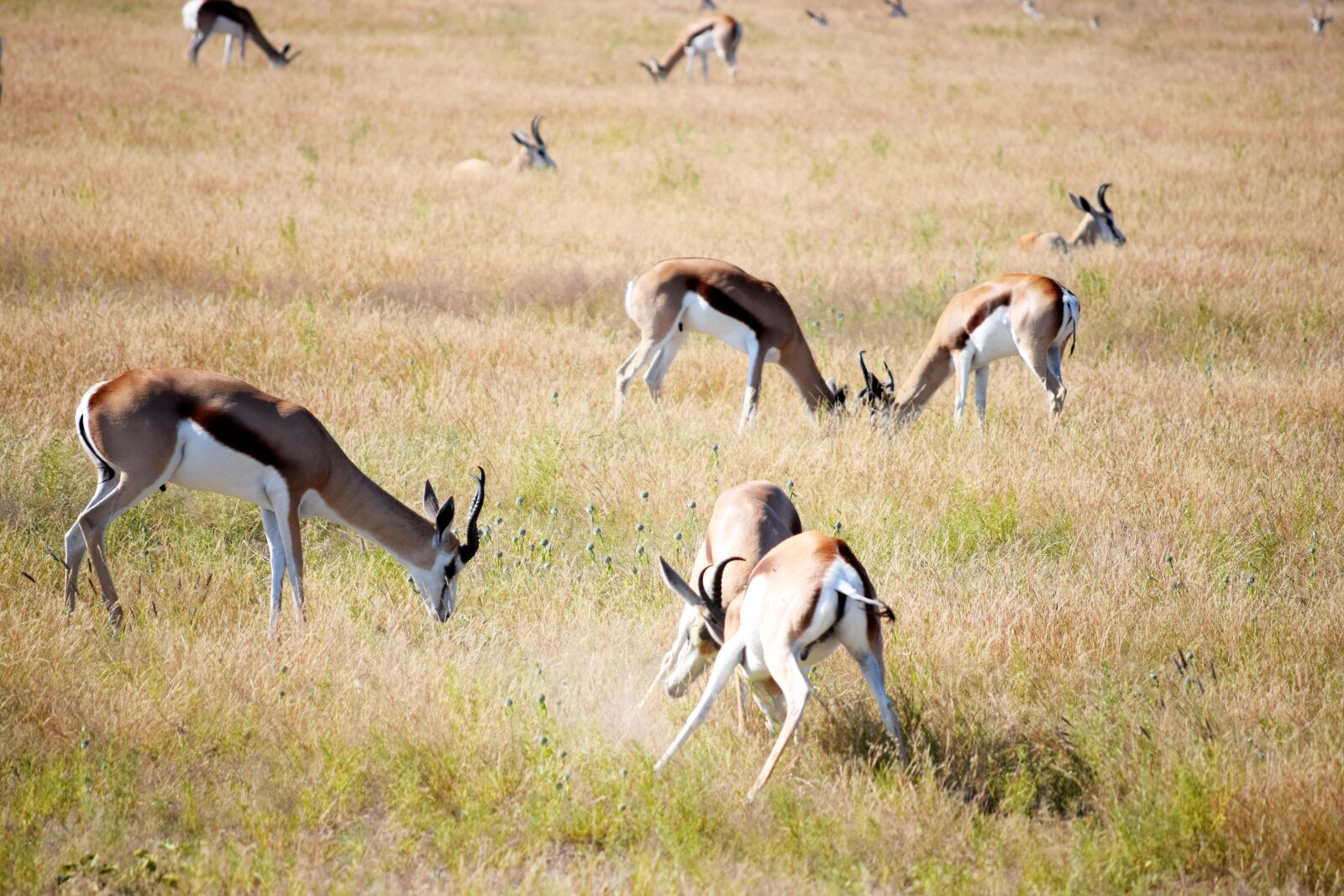 Nikon D5300 sample photo. Fighting, springbok, grass photography