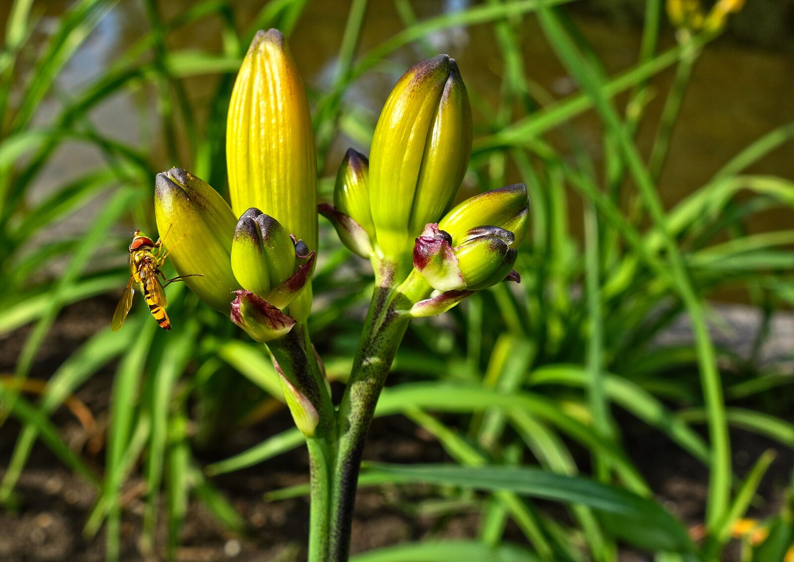 Sony Cyber-shot DSC-RX100 sample photo. Bud, flower, wasp photography