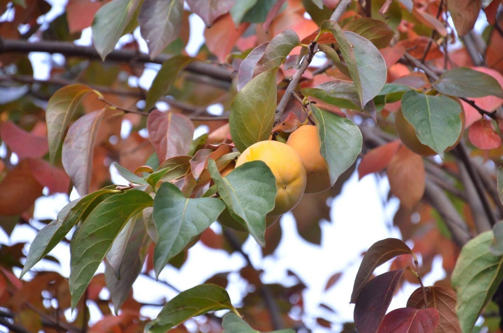 Nikon D7000 sample photo. Tree, khaki, autumn photography