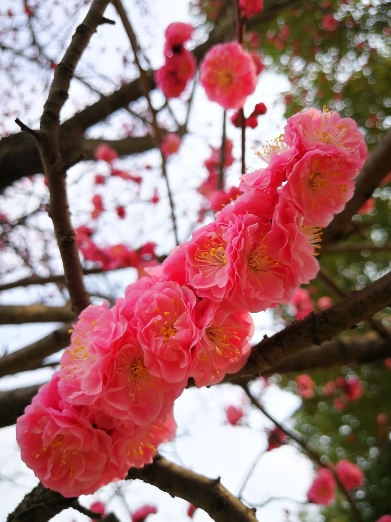 HUAWEI P10 Plus sample photo. Plum blossom, tree, season photography
