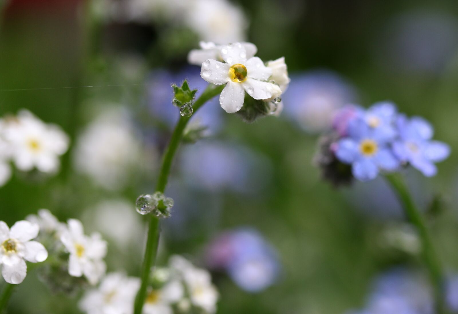 Canon EF-S 60mm F2.8 Macro USM sample photo. Forget-me-not, flower, blue photography
