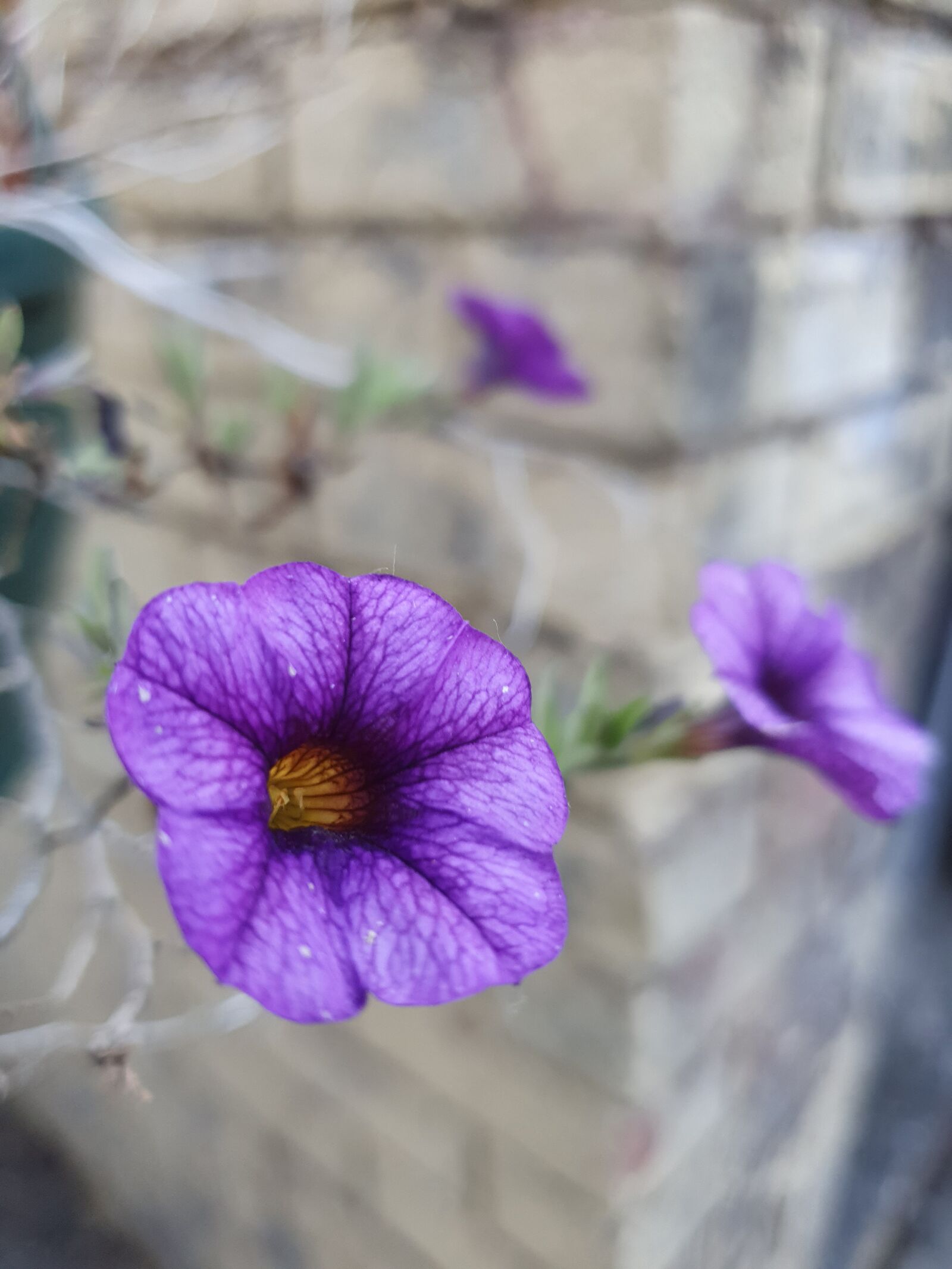 Samsung Galaxy S10 sample photo. Petunia, flower, nearby photography