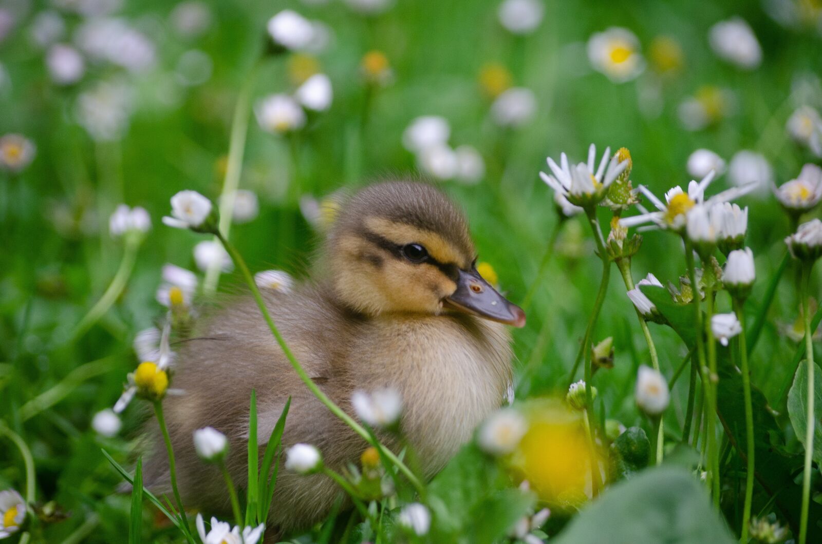 Nikon D7000 sample photo. Duckling, baby, duck photography