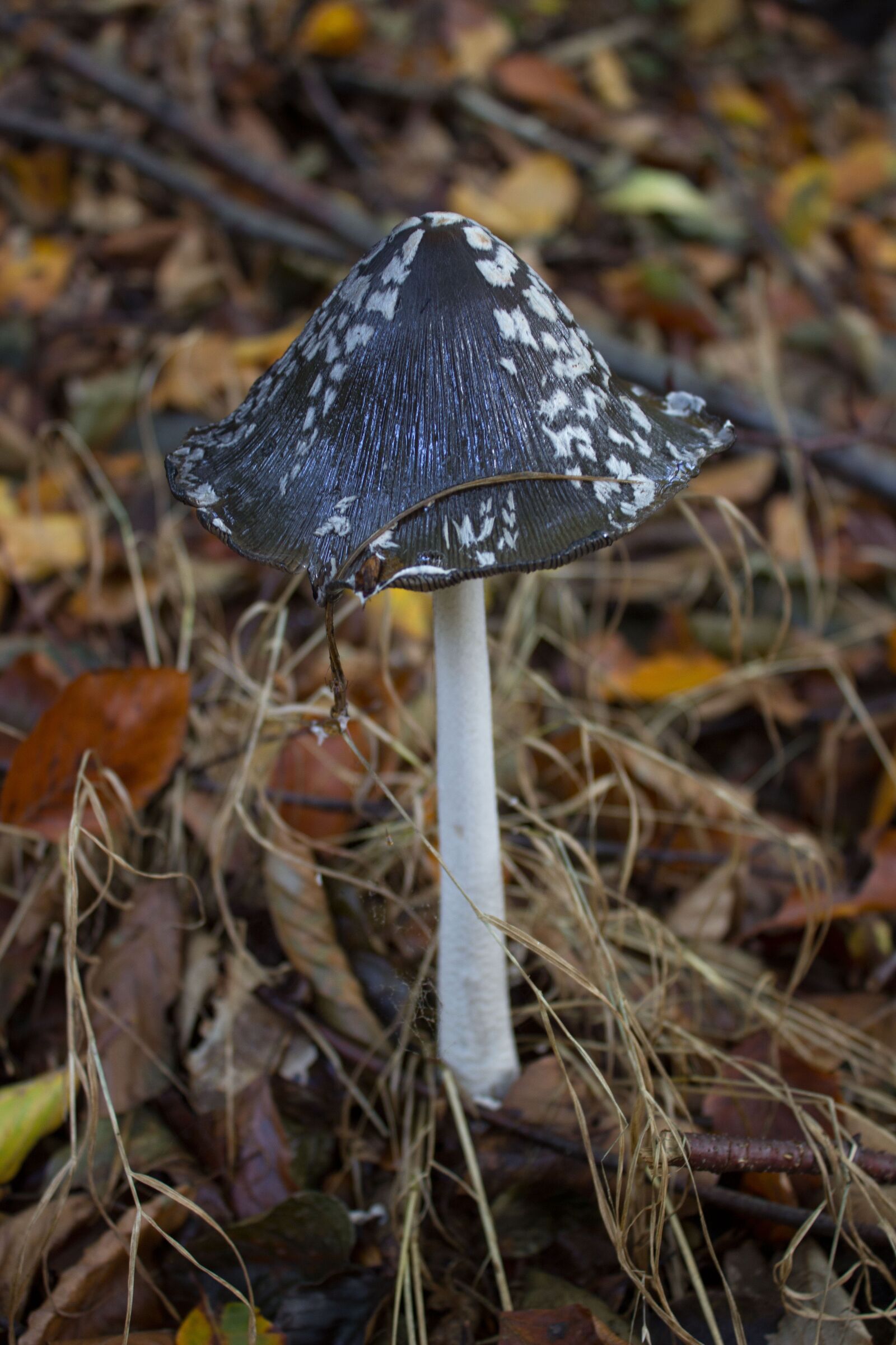 Canon EOS 600D (Rebel EOS T3i / EOS Kiss X5) sample photo. Mushroom, toxic, autumn photography