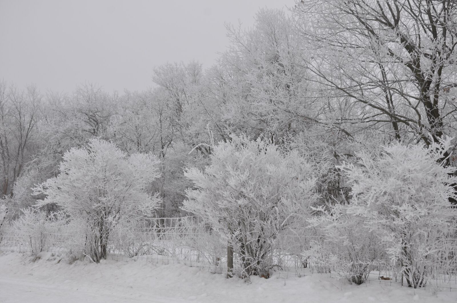 Nikon D90 sample photo. Winter, scenic, frost photography