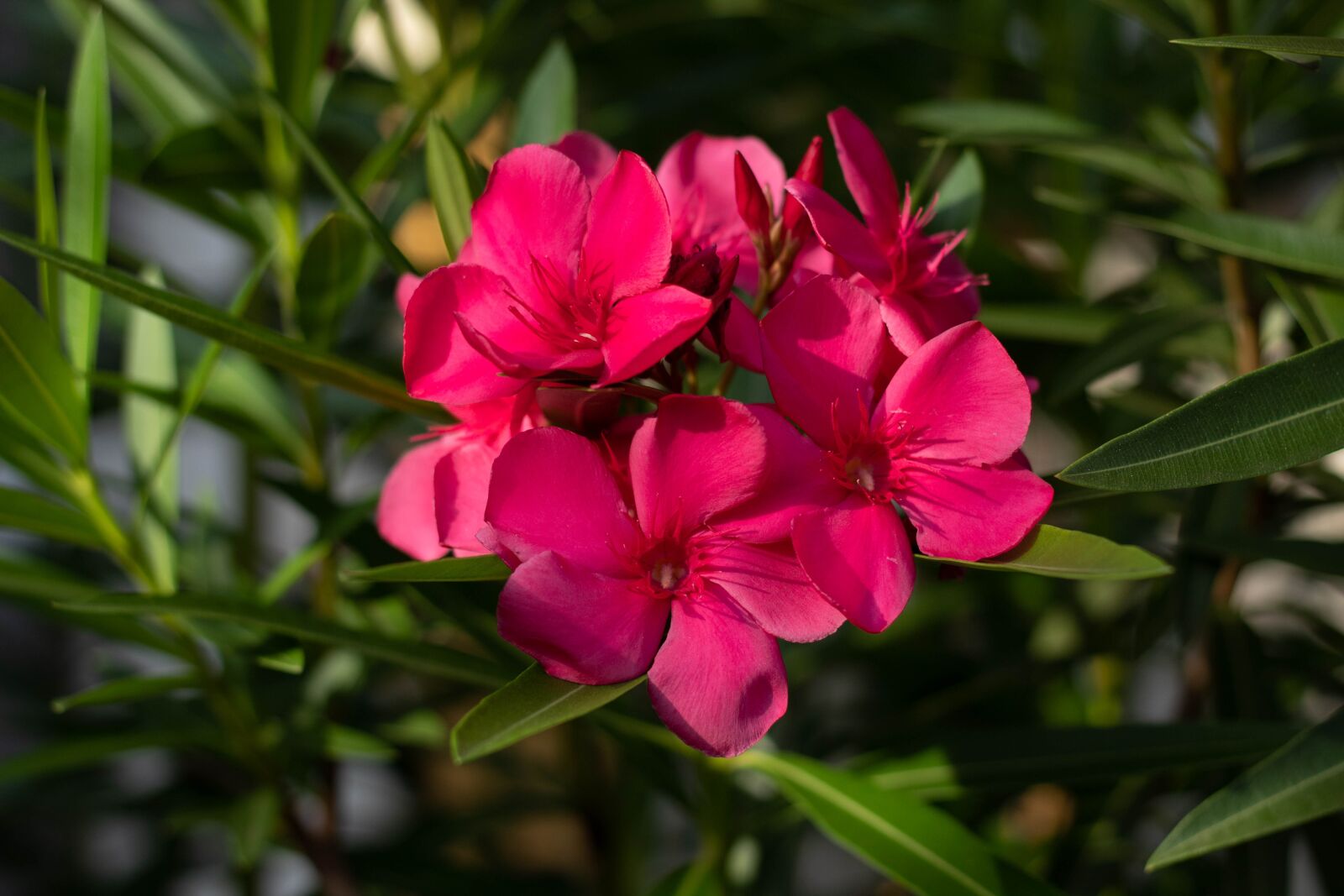 Canon EOS 1300D (EOS Rebel T6 / EOS Kiss X80) sample photo. Flower, pink, nature photography