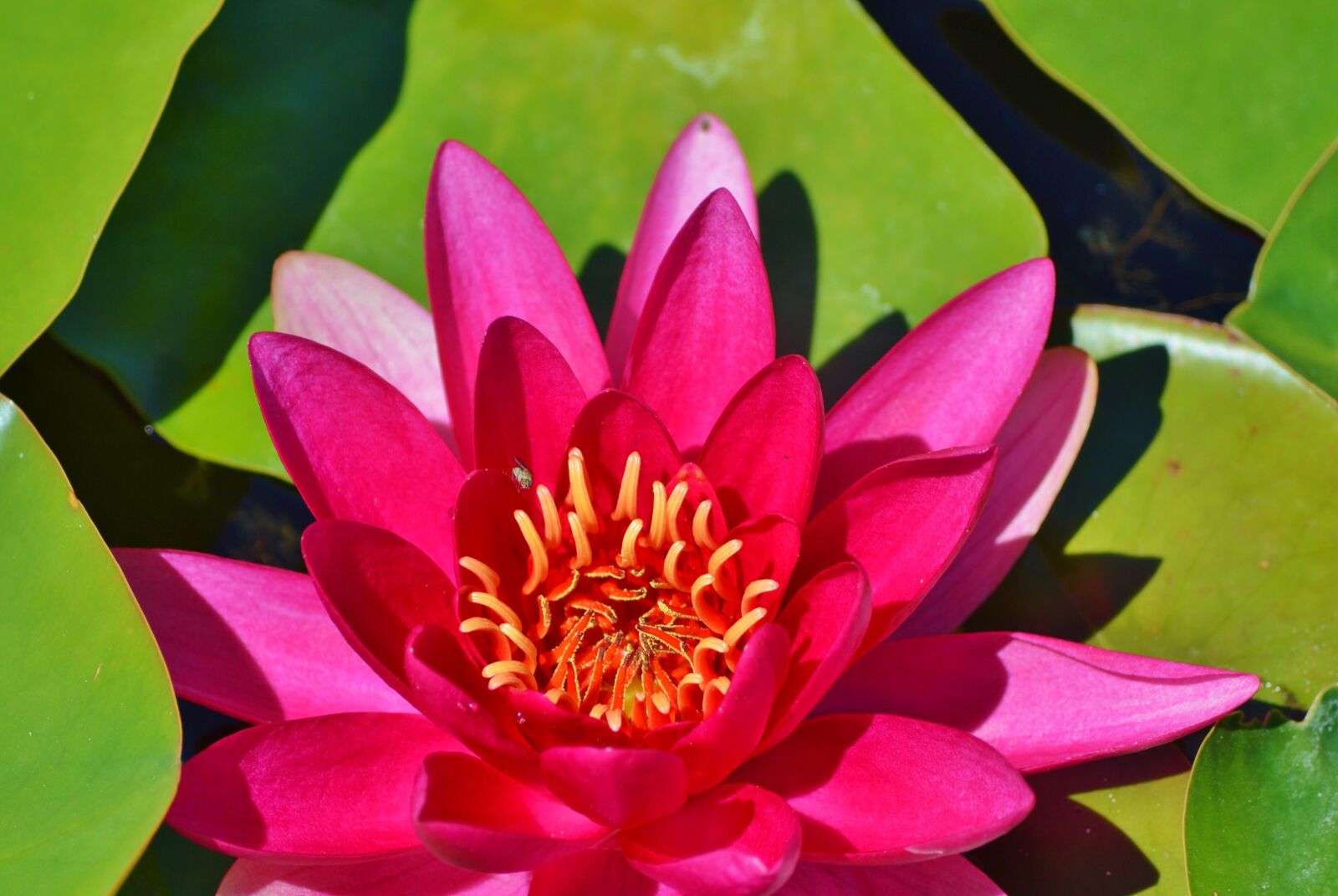 Nikon D3200 sample photo. Water lily, rose, flower photography