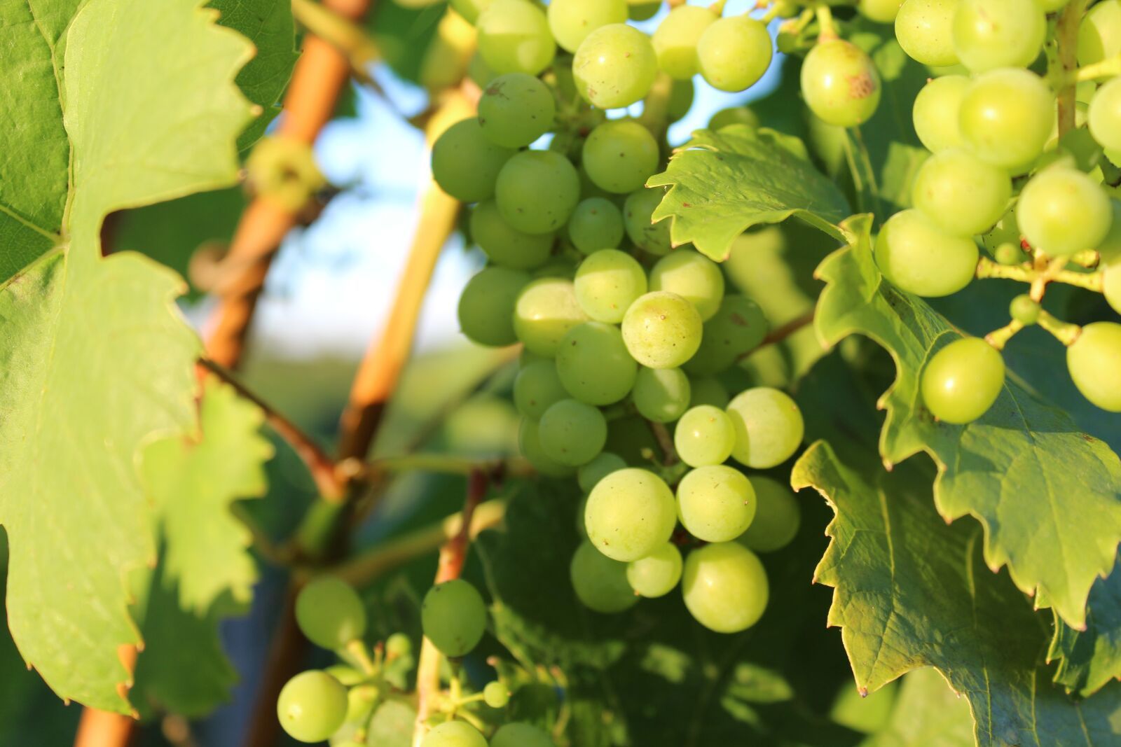 Canon EOS 1300D (EOS Rebel T6 / EOS Kiss X80) sample photo. Grapes, vines, green photography