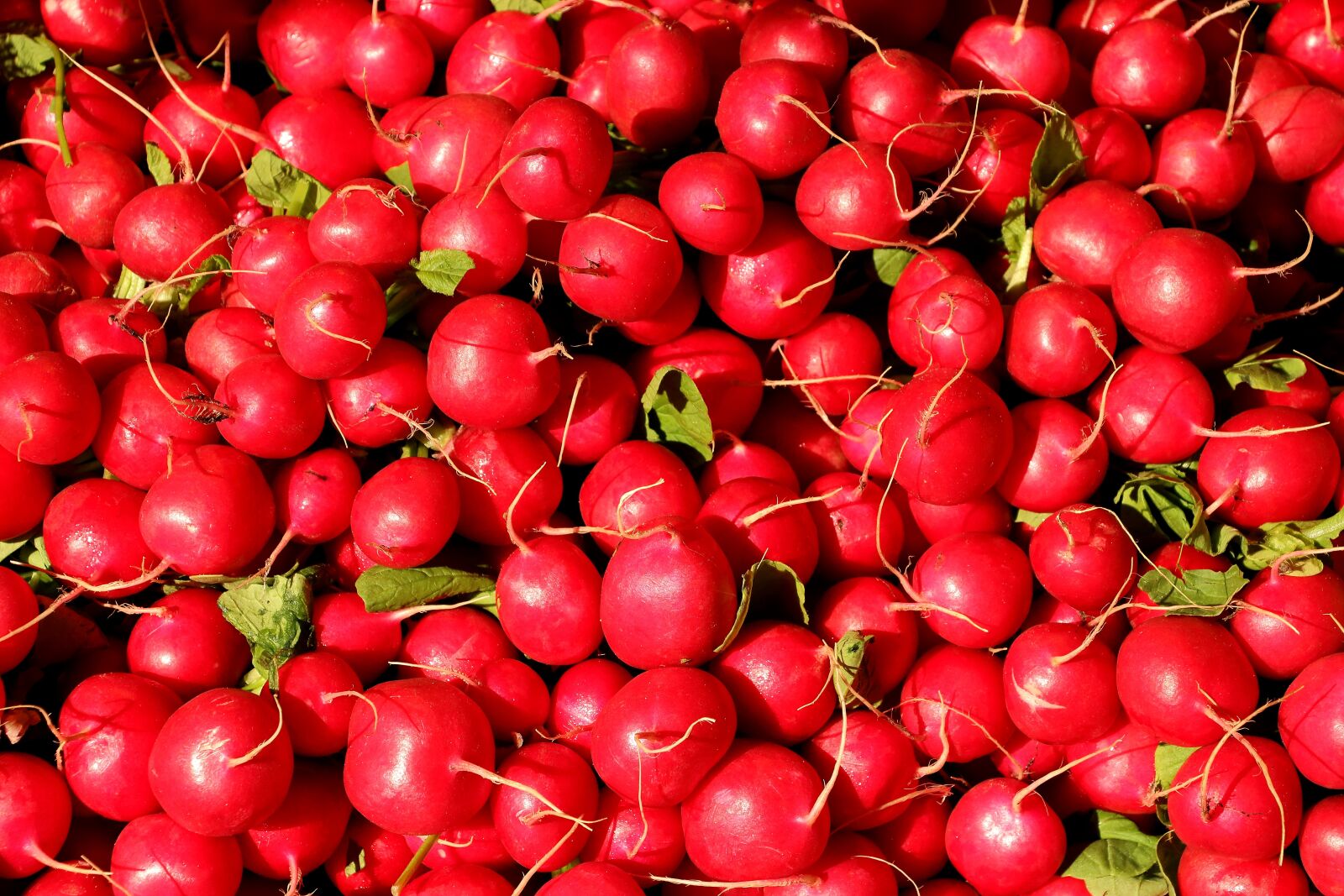 Canon EOS 700D (EOS Rebel T5i / EOS Kiss X7i) sample photo. Radishes, radish, vegetables photography