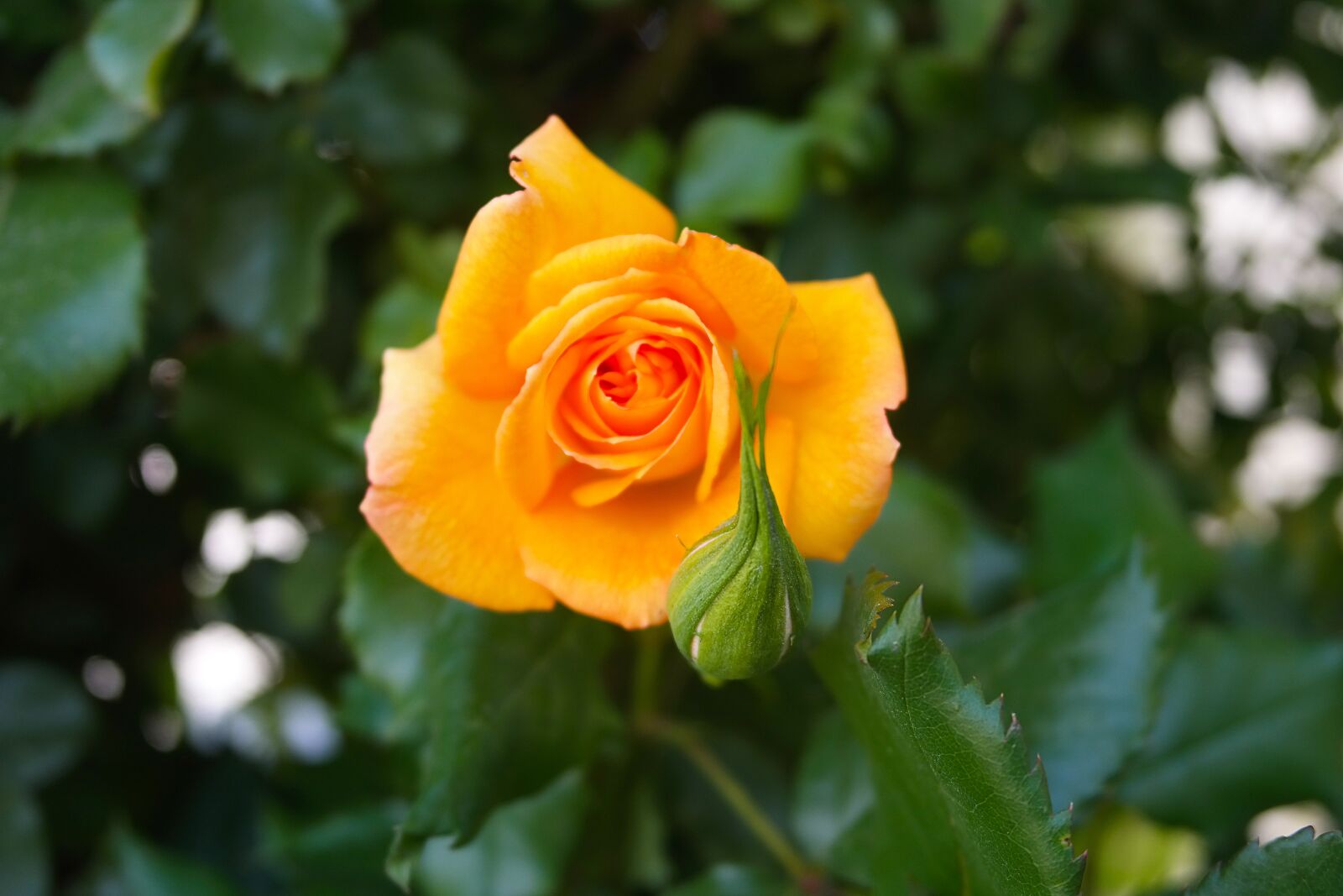 Samsung NX300 sample photo. Rose, garden, aroma photography