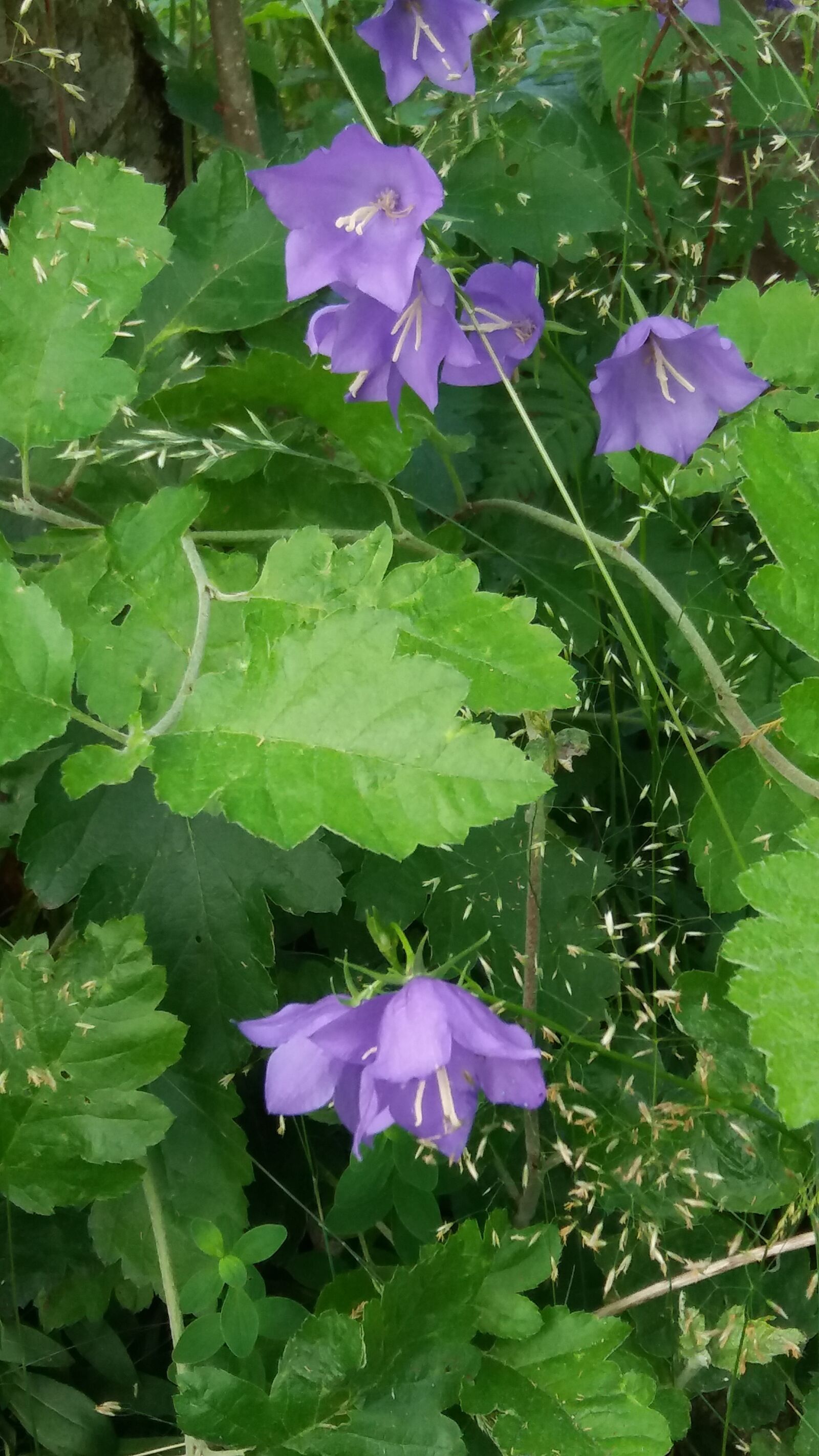 Samsung Galaxy J5 sample photo. Blue bells, grass, summer photography
