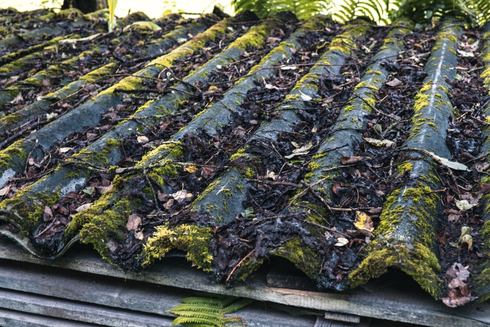 Fujifilm X-T2 + ZEISS Touit 32mm F1.8 sample photo. Corrugated sheet, moss, roof photography