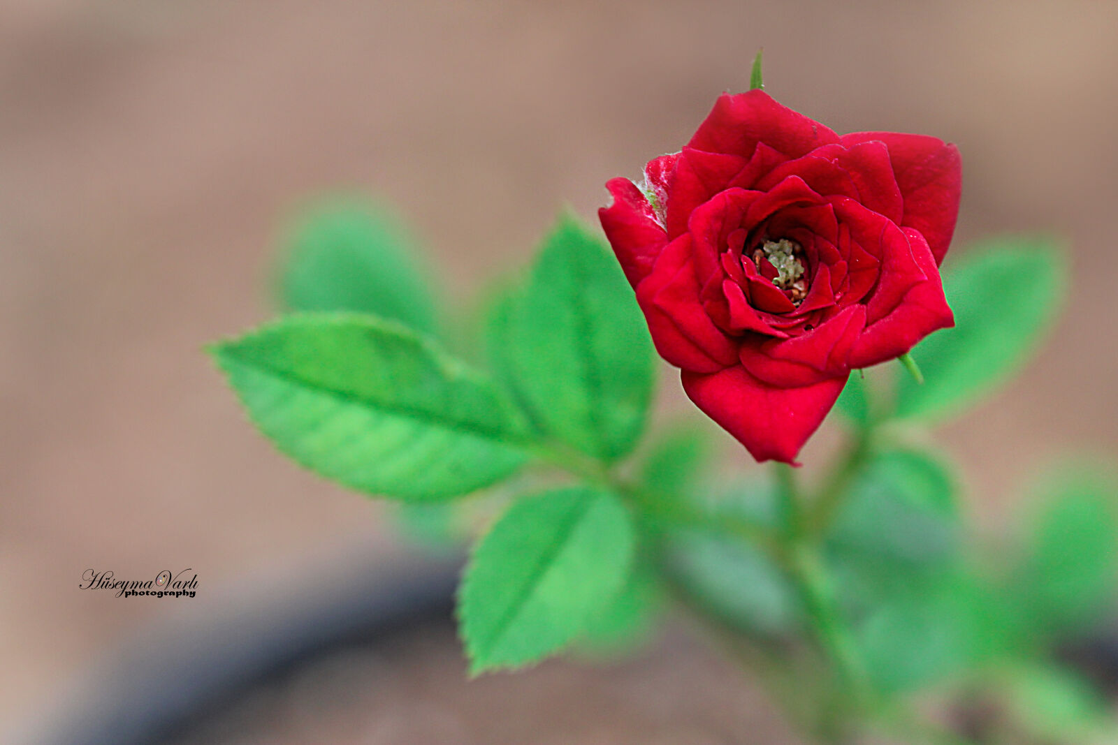 Canon EF-S 18-55mm F3.5-5.6 IS sample photo