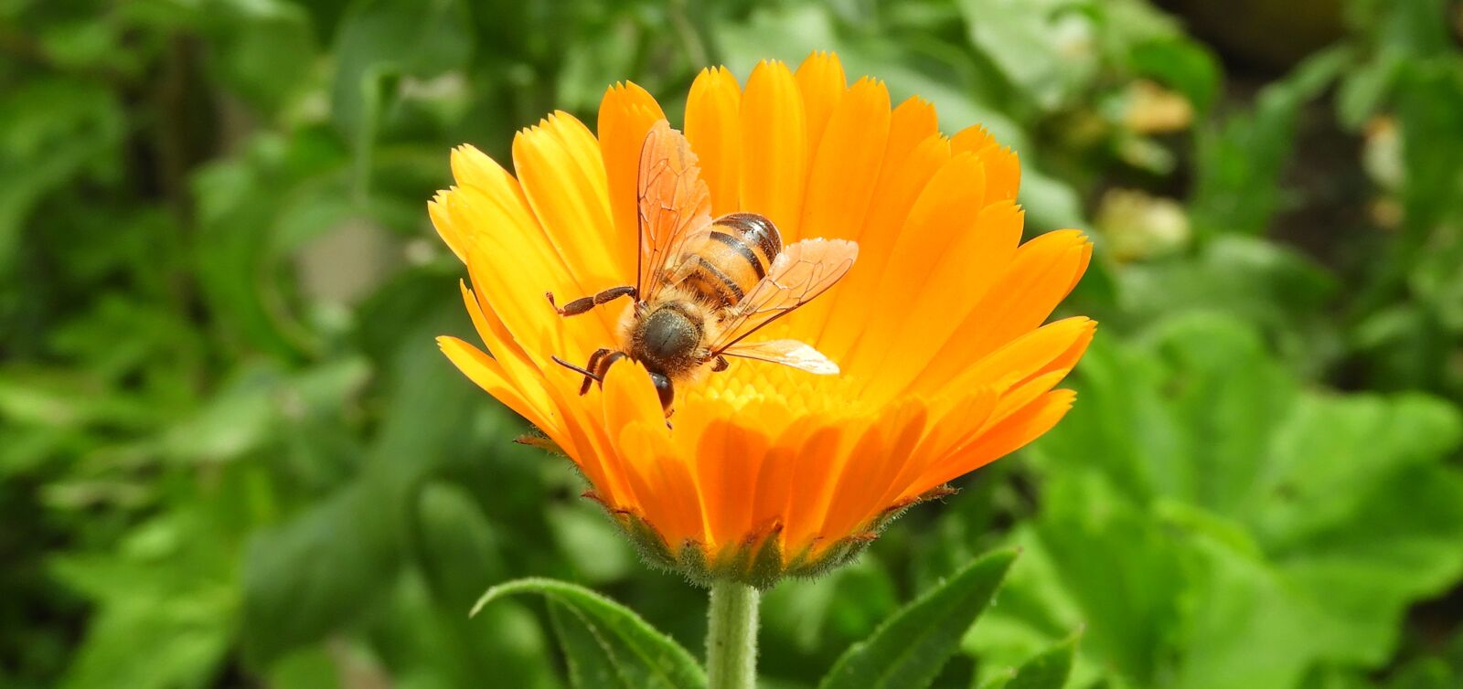 Nikon Coolpix B700 sample photo. Nature, insect, flower photography