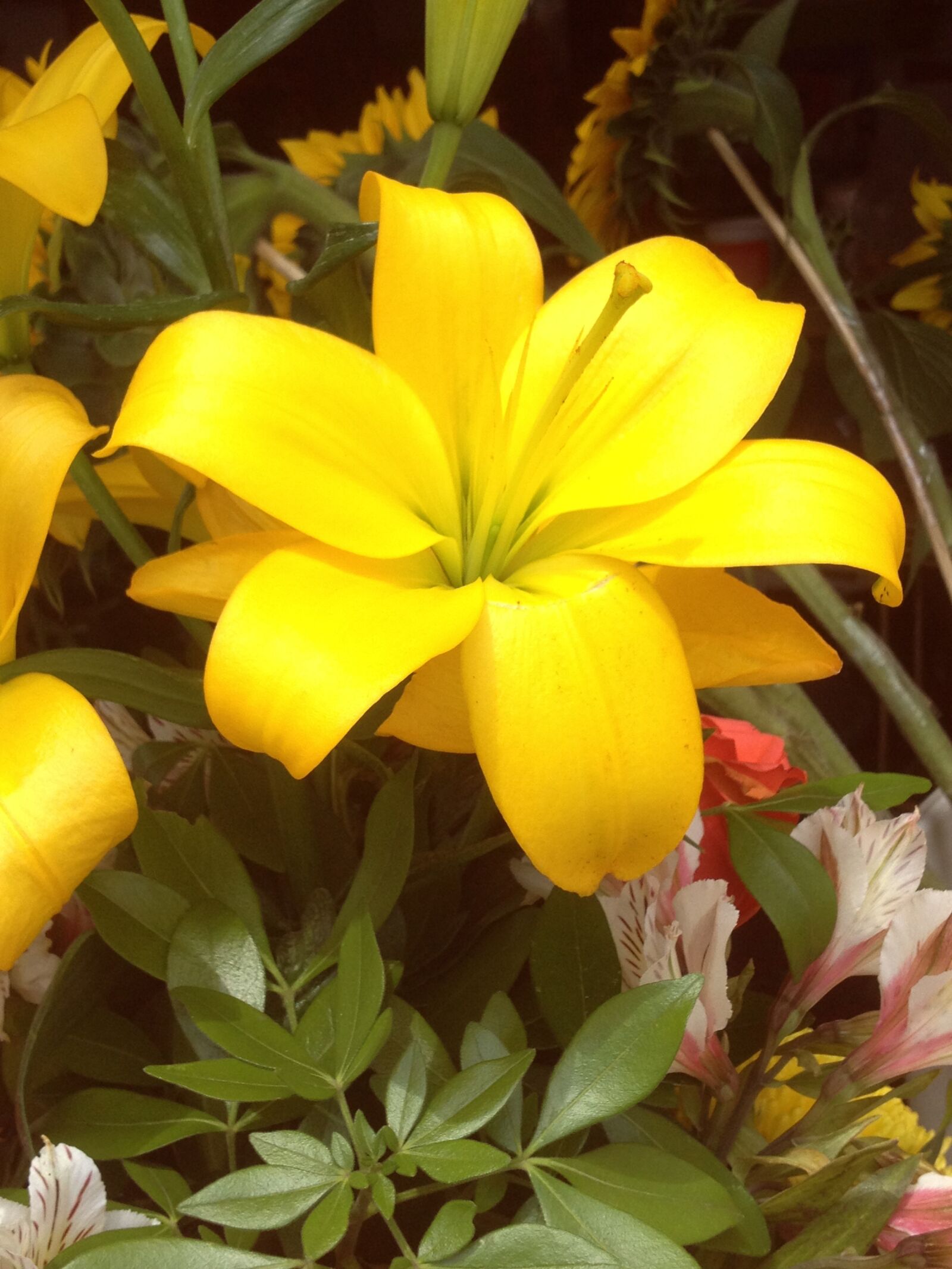iPhone 4S back camera 4.28mm f/2.4 sample photo. Lily, yellow, flowers photography