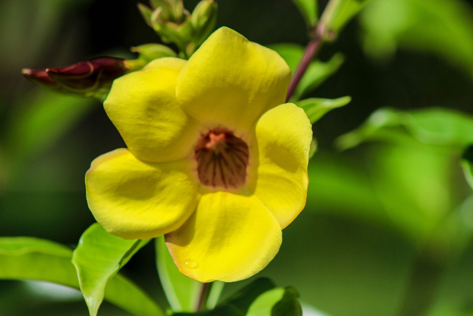 Canon EOS 600D (Rebel EOS T3i / EOS Kiss X5) sample photo. Flower, garden, nature photography