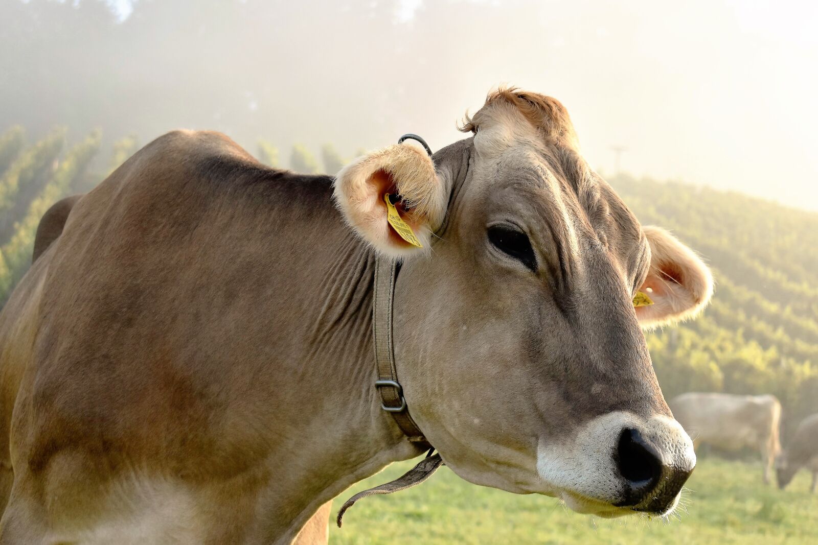Nikon D5500 sample photo. Cow, animal, cows photography