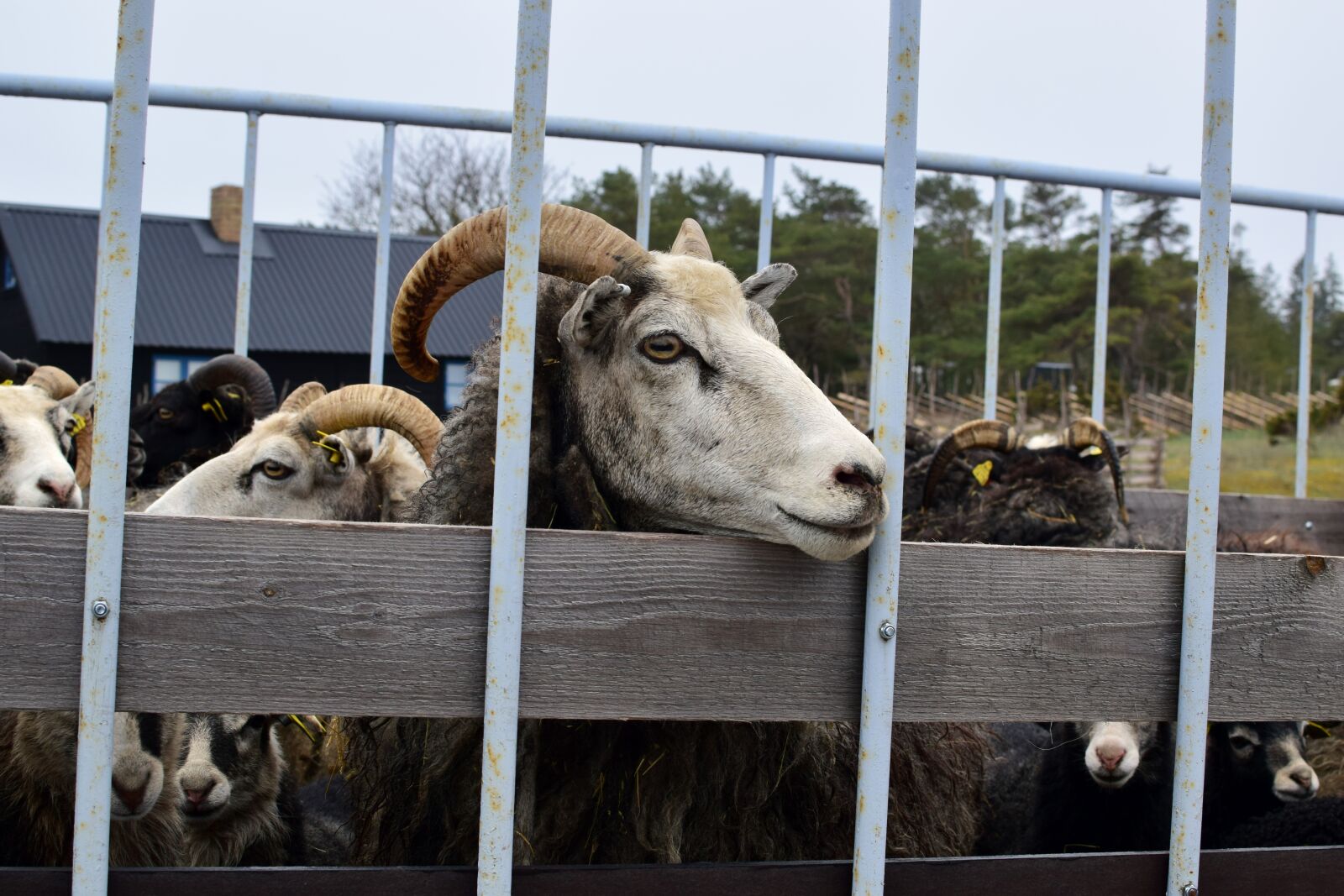 Nikon D5300 sample photo. May, ewes, lamb photography