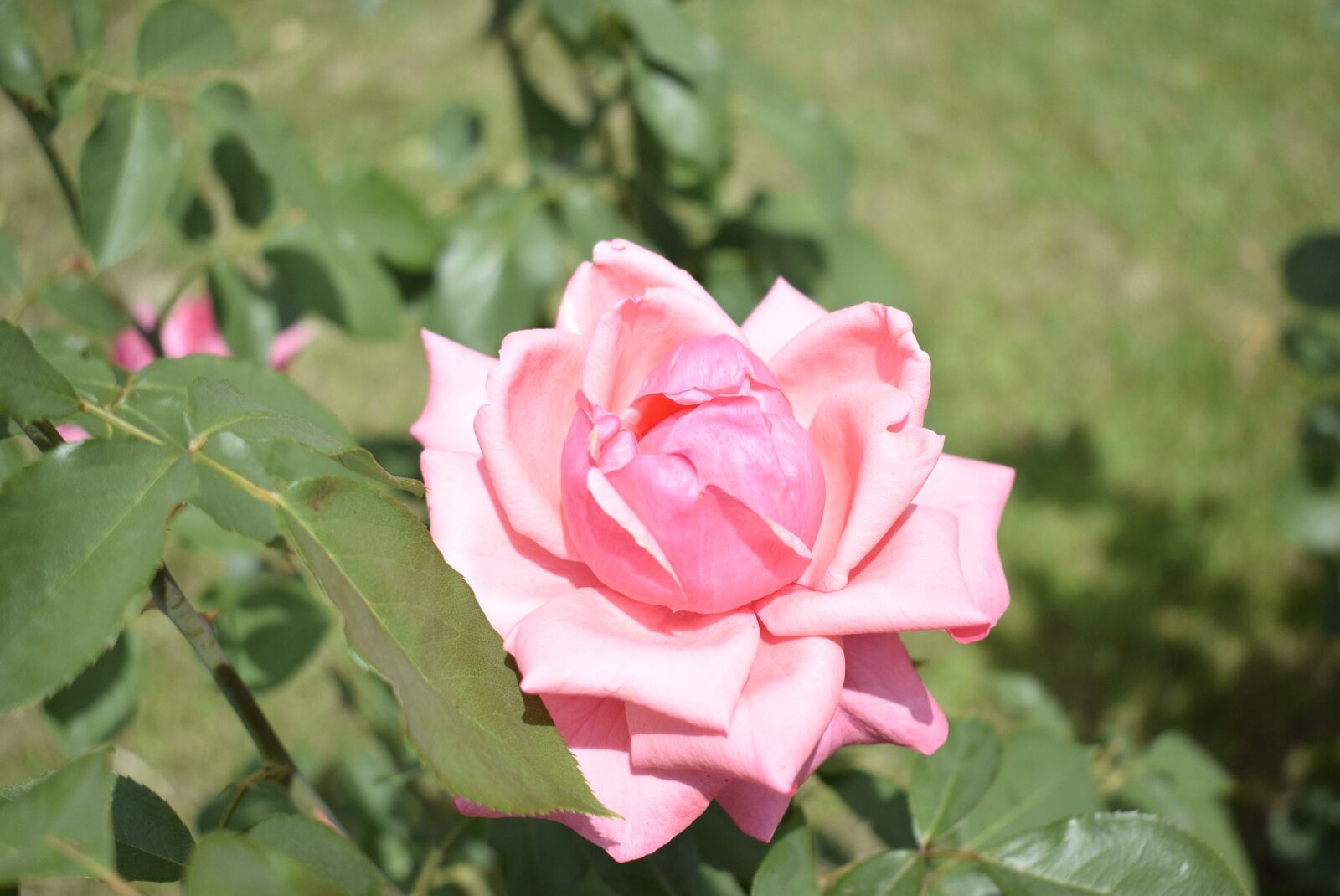 Nikon D3300 sample photo. Pink rose, green background photography