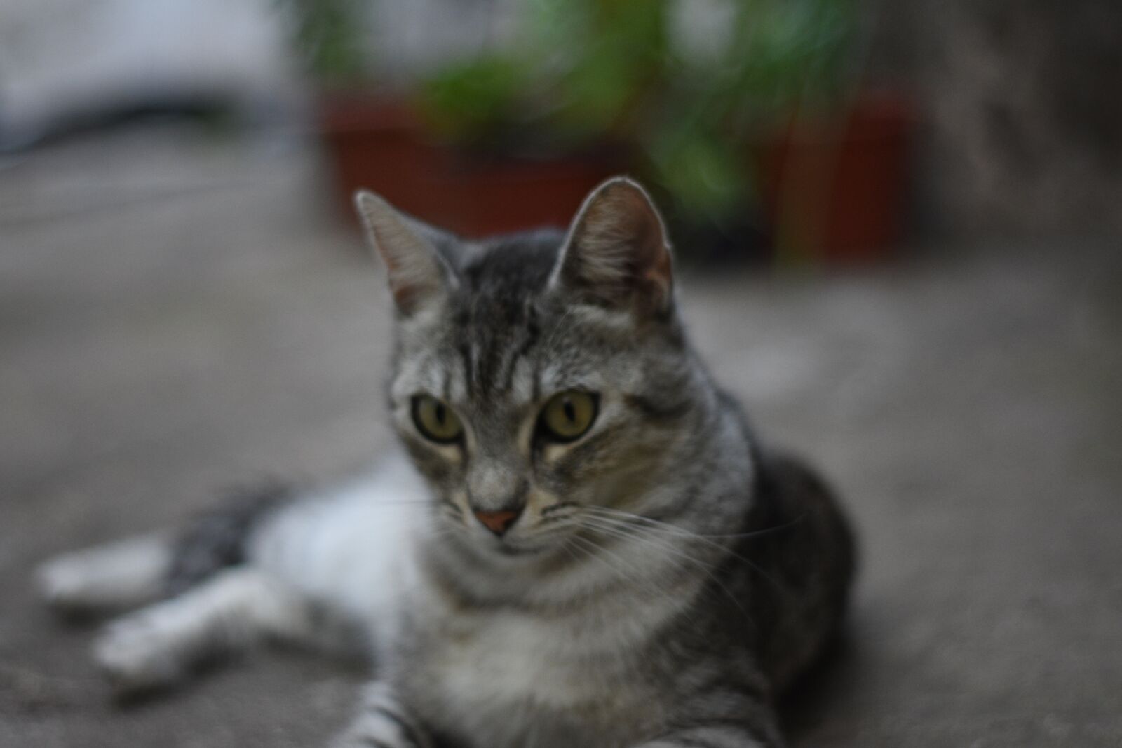 Nikon D3400 sample photo. Cat, animal, felin photography