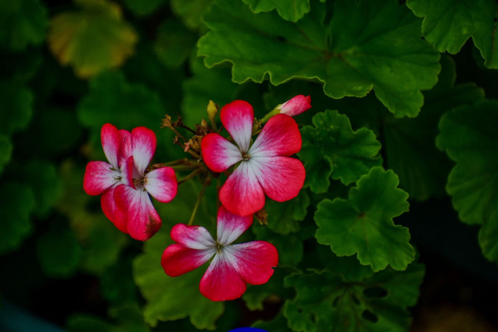 Nikon D3400 sample photo. Jeranio red, flower, beautiful photography