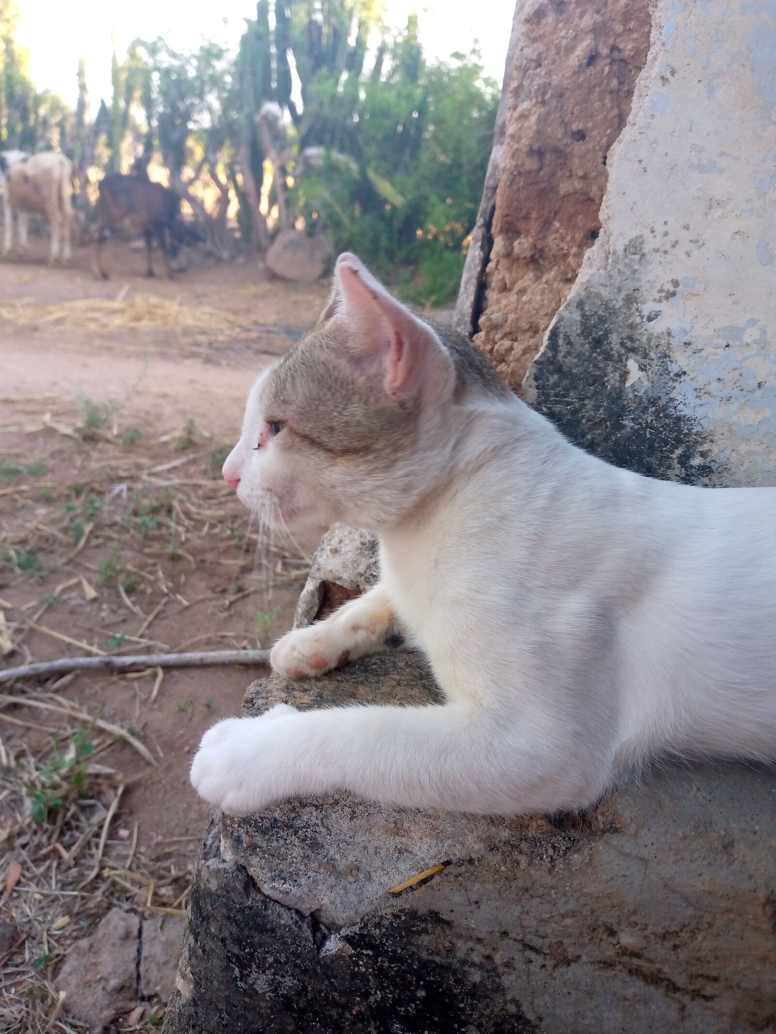 TECNO MOBILE LIMITED TECNO KD7h sample photo