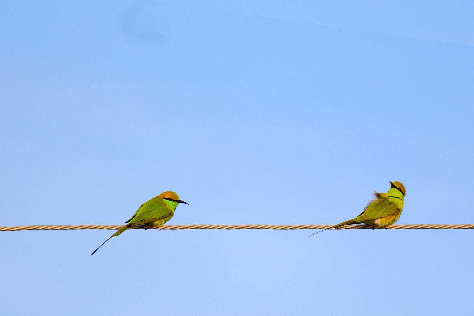 Canon EOS 700D (EOS Rebel T5i / EOS Kiss X7i) sample photo. Birds, green bee eaters photography