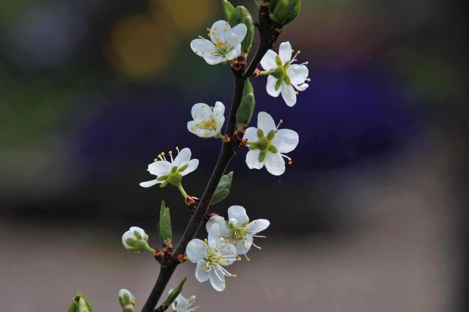 Canon EOS 80D sample photo. Spring, delicate, sprig photography