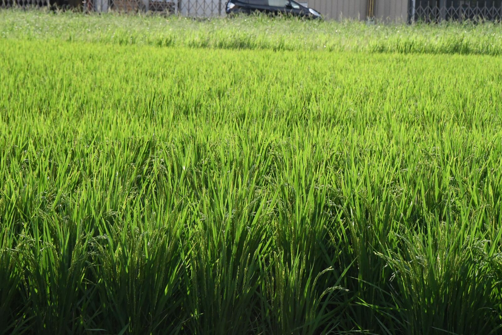 Nikon D7500 sample photo. Grass, crop, field photography