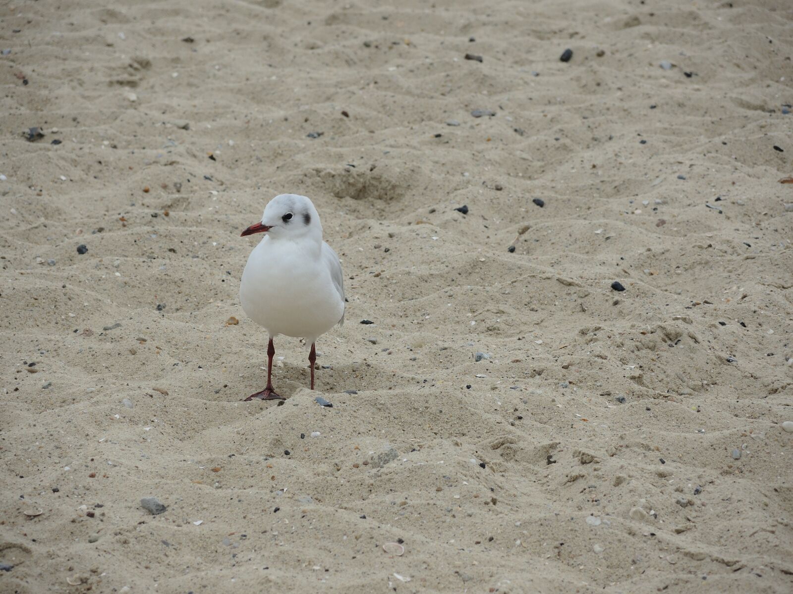 Nikon Coolpix P7700 sample photo. Seagull, north sea, beach photography