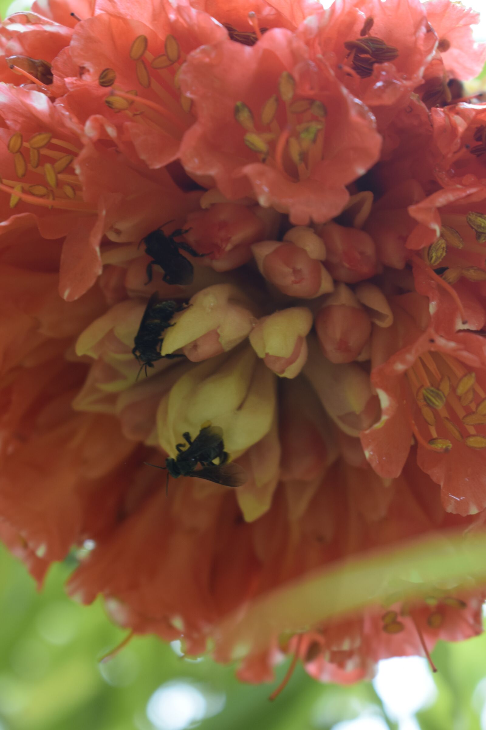 Nikon D3300 sample photo. Flower, spring, nature photography