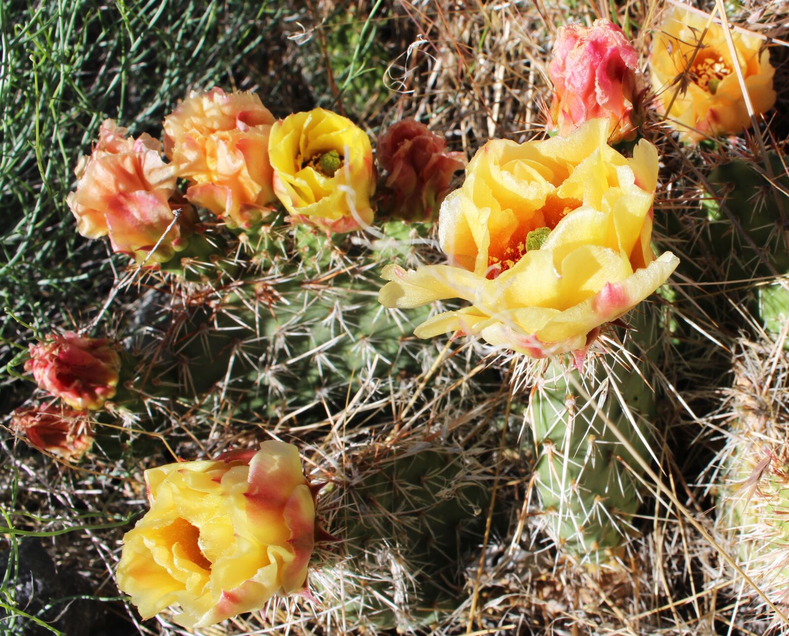 Canon EOS 700D (EOS Rebel T5i / EOS Kiss X7i) sample photo. Cactus, flower, summer photography