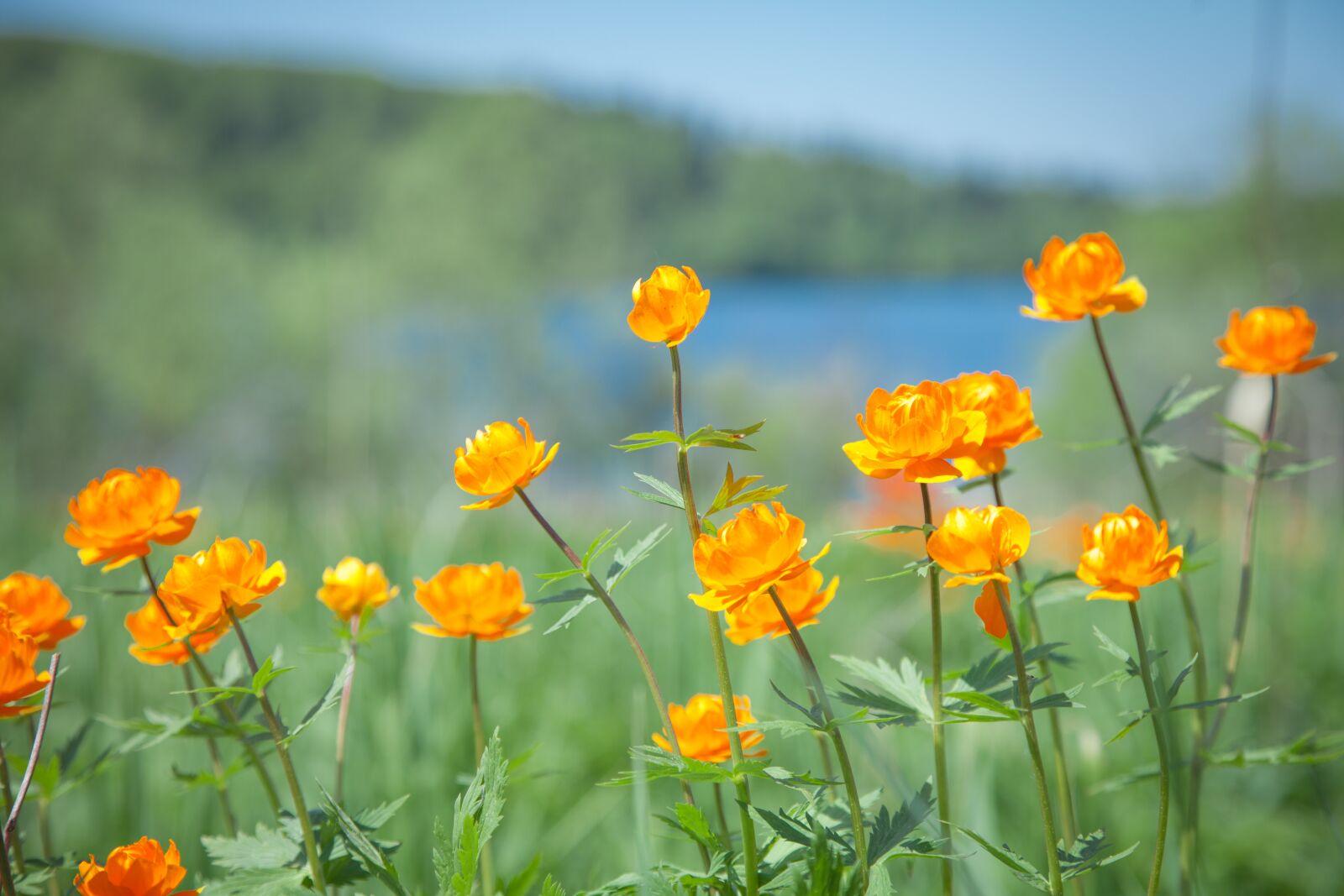 Canon EOS 5D Mark II sample photo. Flowers, lights, blur photography